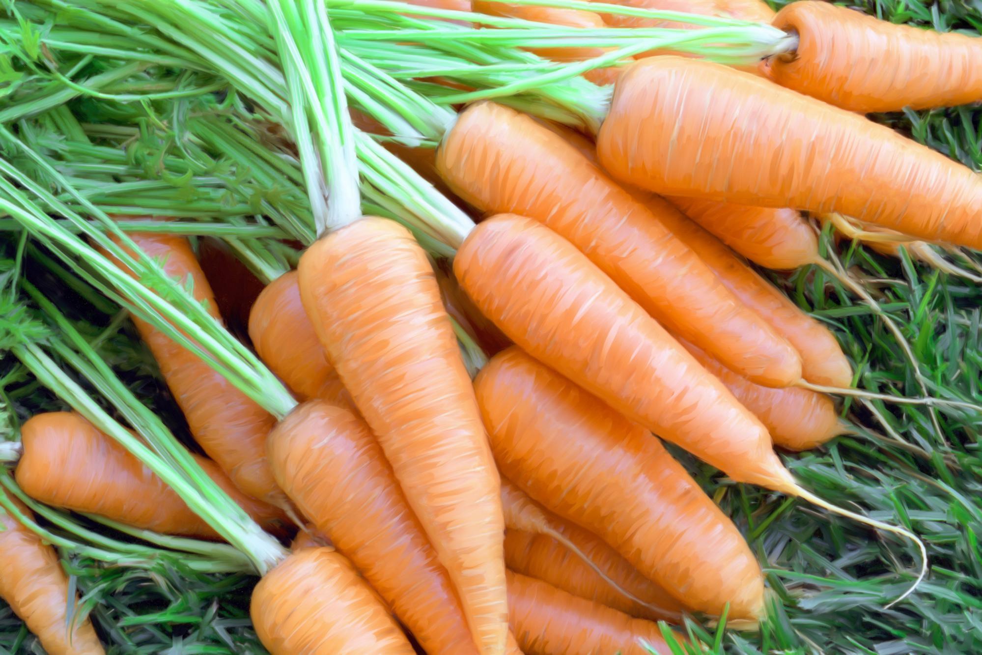 Carrots wallpaper