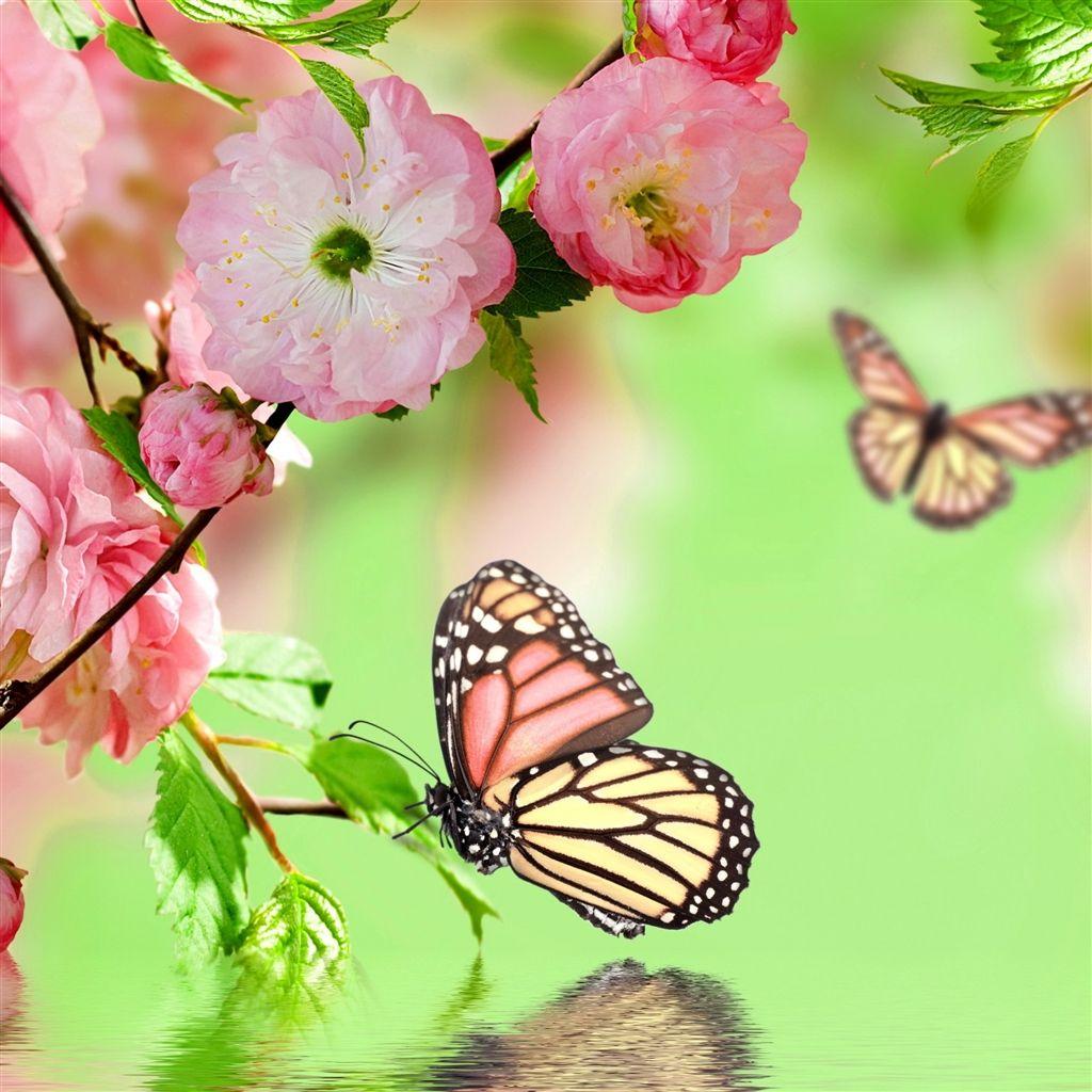 iPad Air Wallpaper. Wallpaper nature flowers, Butterfly wallpaper, iPad air wallpaper