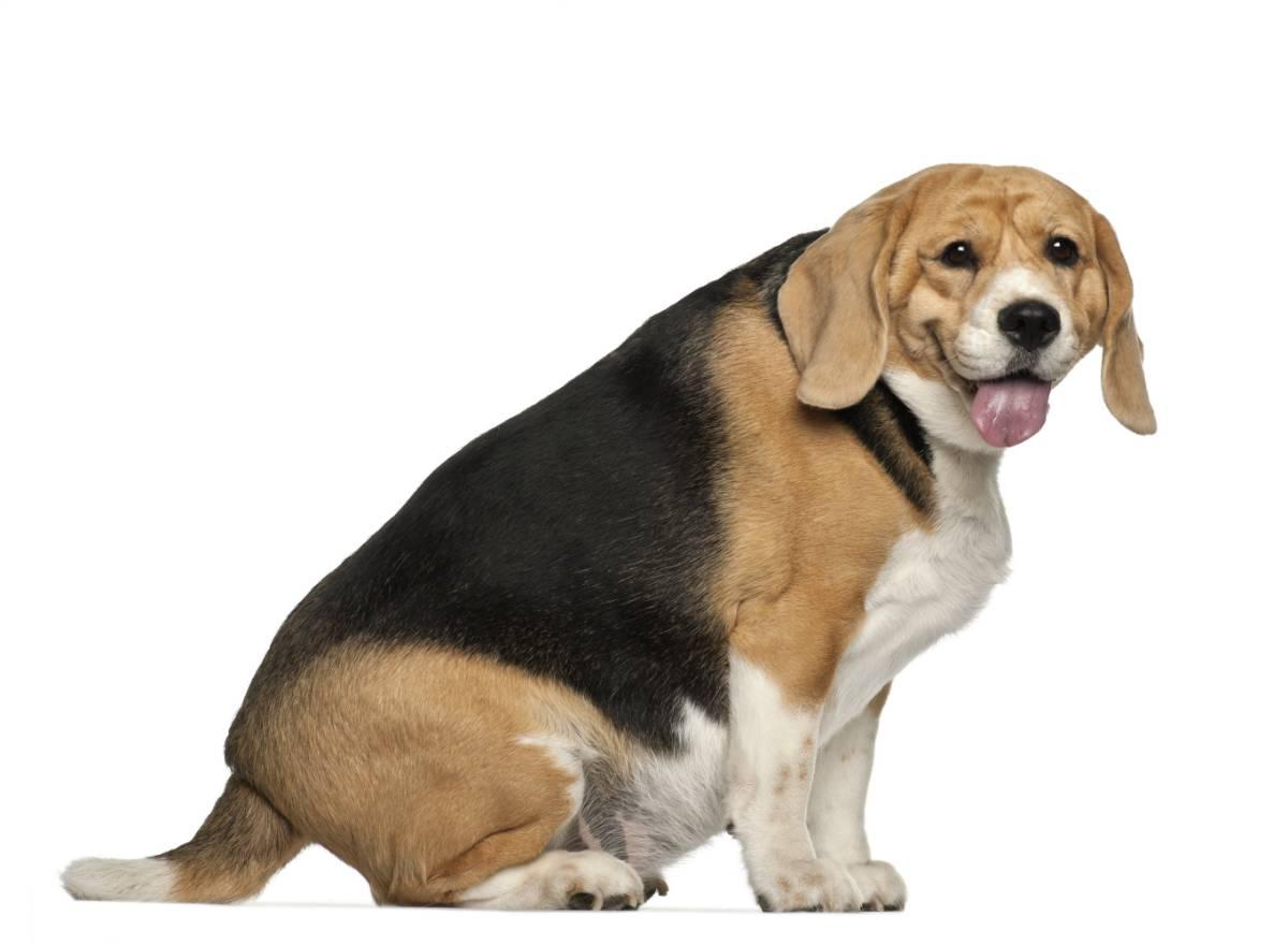 Fat Dog PNG HD Transparent Fat Dog HD PNG Image