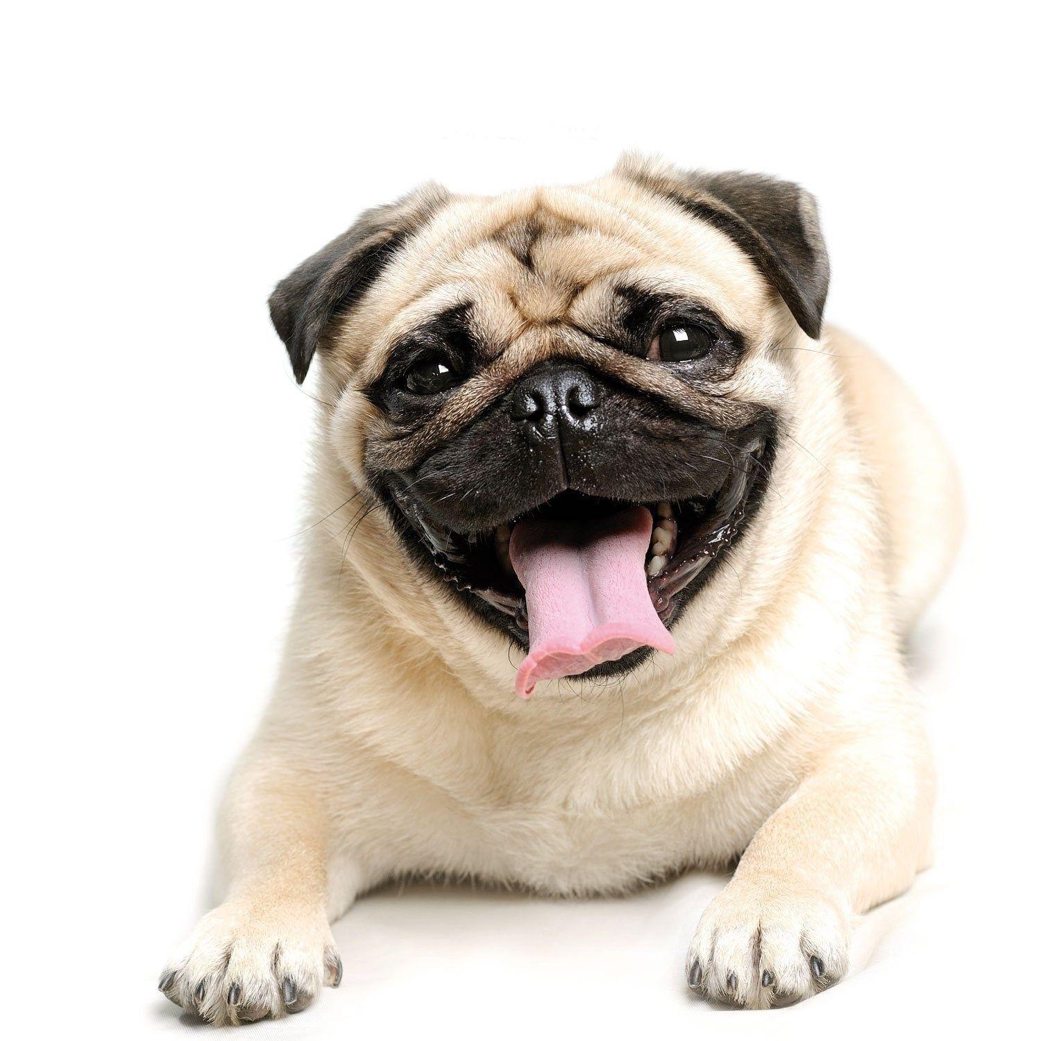 Pug Wallpaper, Screensaver, Background. Smart dog, Pug facts, Cute pugs
