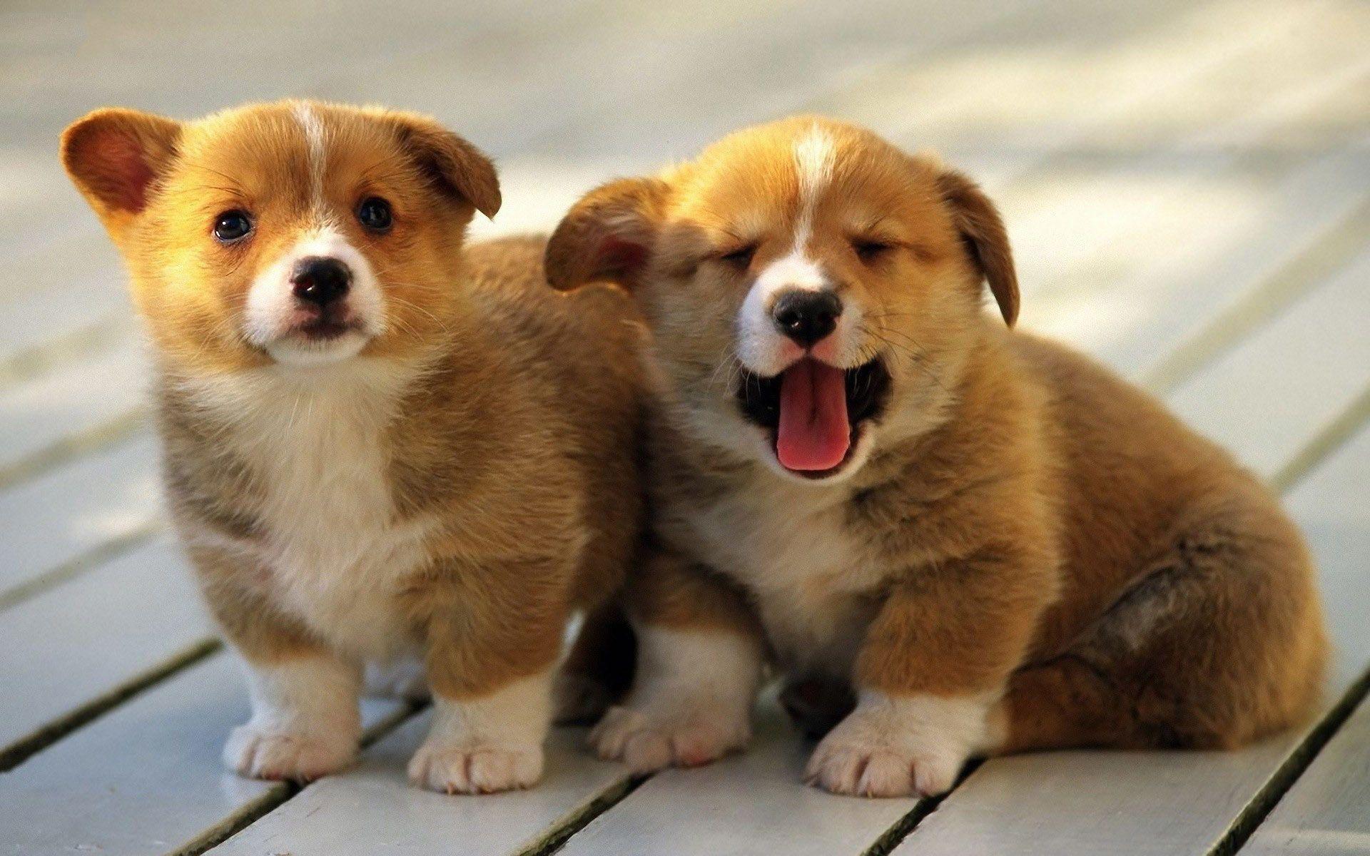 adorable fat animals. Corgi puppies Wallpaper Picture Photo
