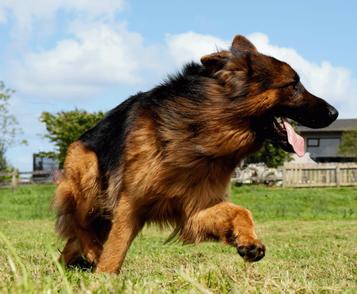 German Shepherd Dog Breed Information & Photo Gallery