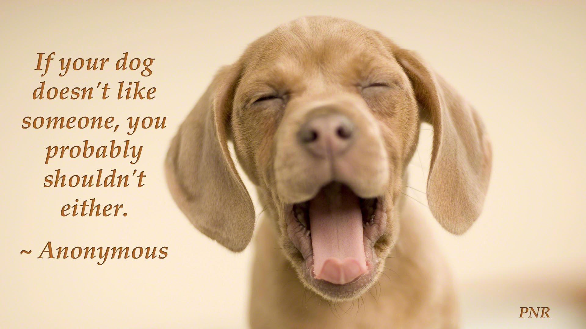 A Plethora of Dog Quotes