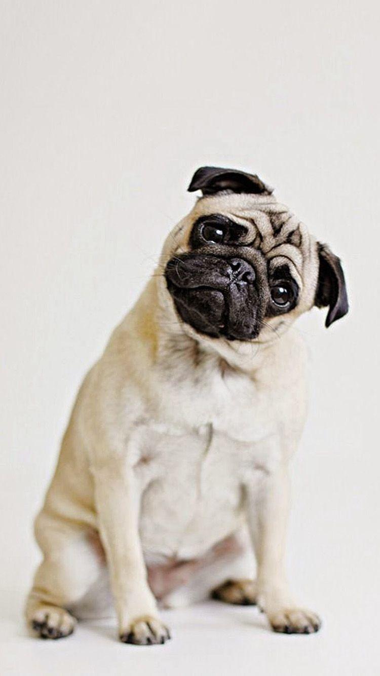 Sweets Wallpaper for the iPhone 5!. Pugs funny, Cute pugs, Pugs