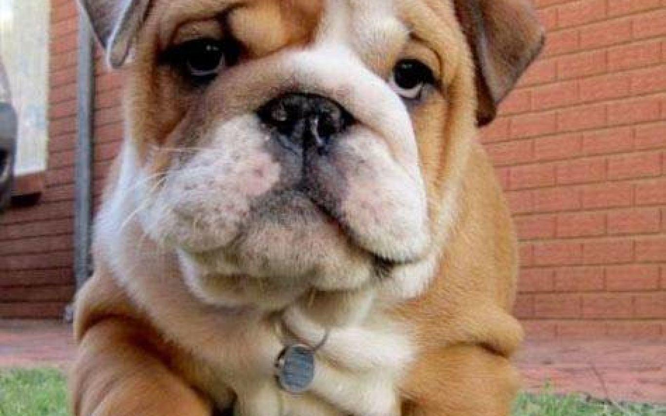 Fat Puppy Cute Funny Animals Fat Puppies, Fat And Animal