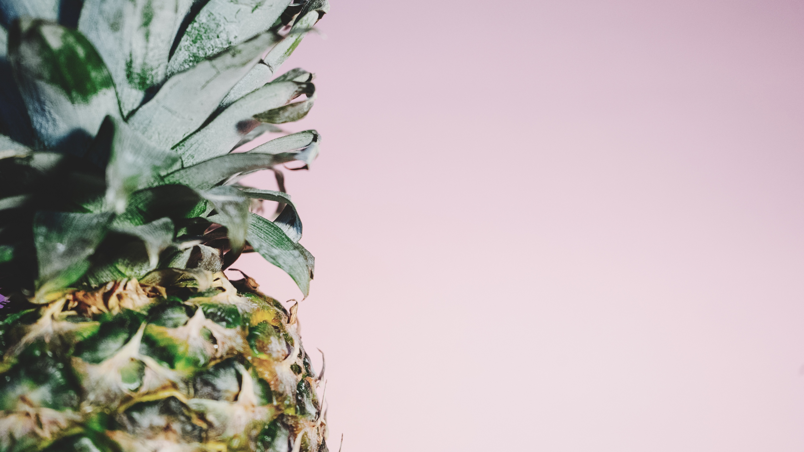 Pineapple Close Up HD Wallpaper 61703 2560x1440px