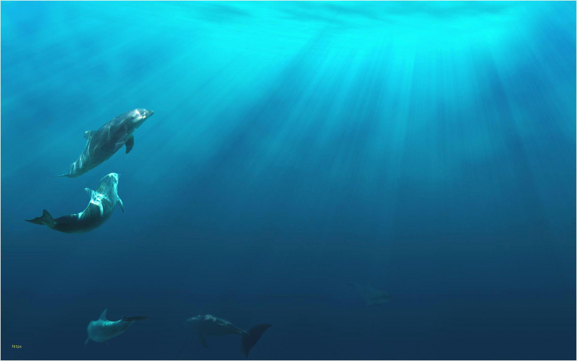 Underwater Wallpaper Elegant Underwater Background