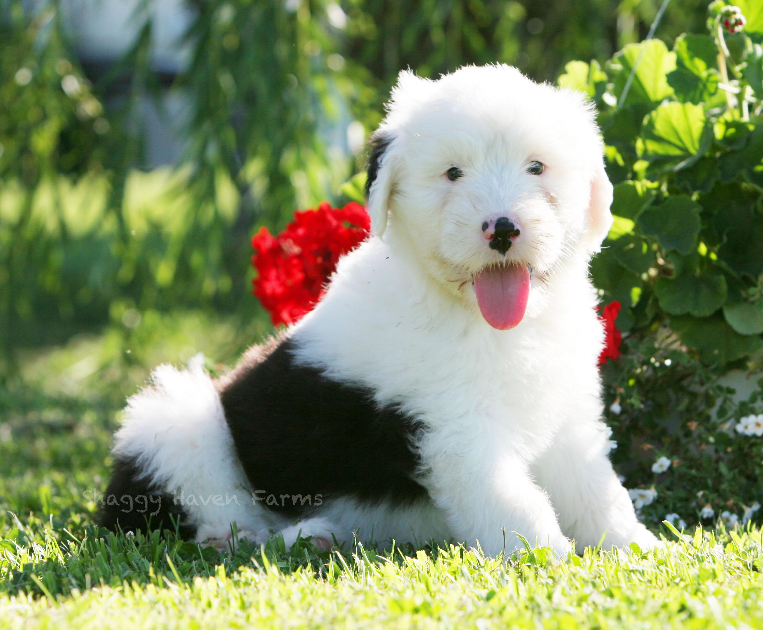 Old English Sheepdog Wallpaper and Background Image