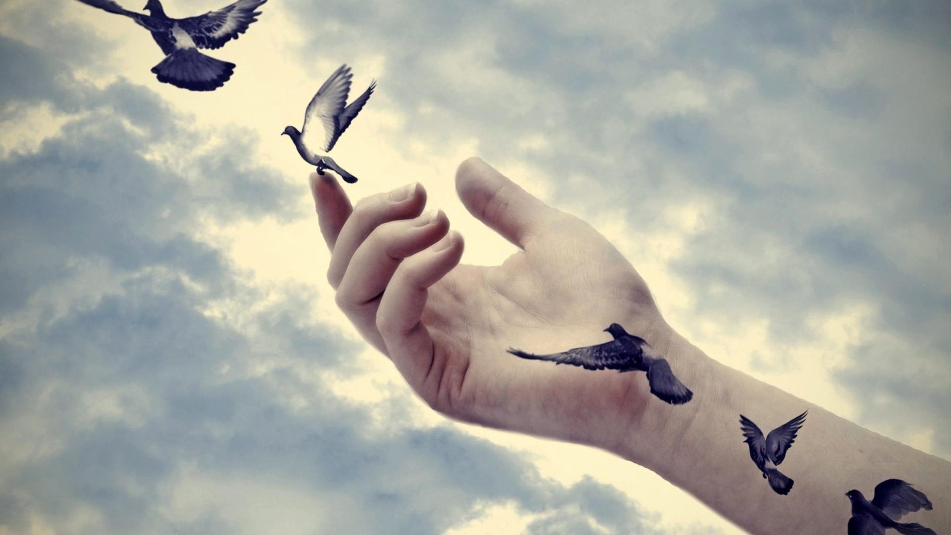 hands, Nature, Animals, Birds, Pigeons, Photo Manipulation, Clouds