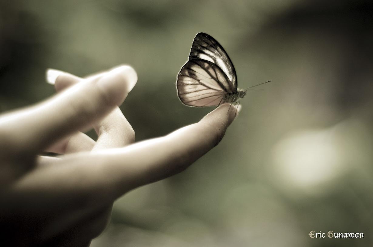 Butterfly Flying Away From Hands HD Wallpaper, Background Image