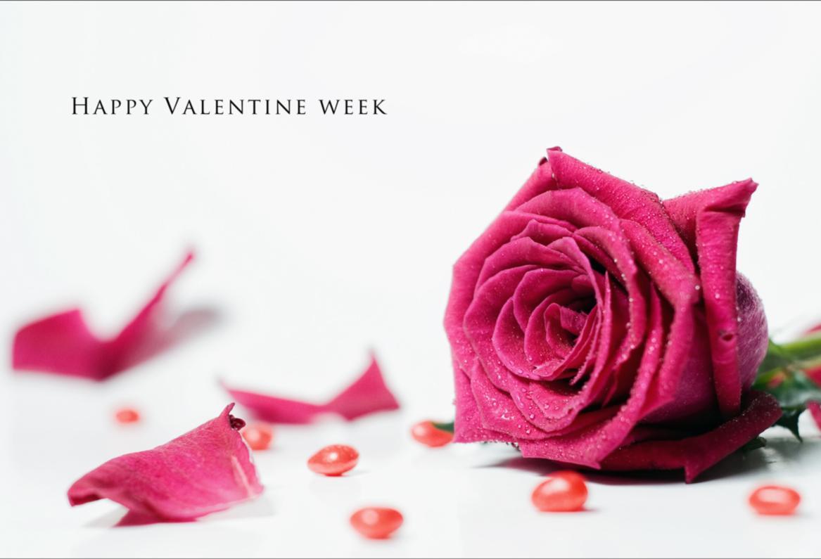 Rose Day, Pics, SMS, Status, Wallpapers