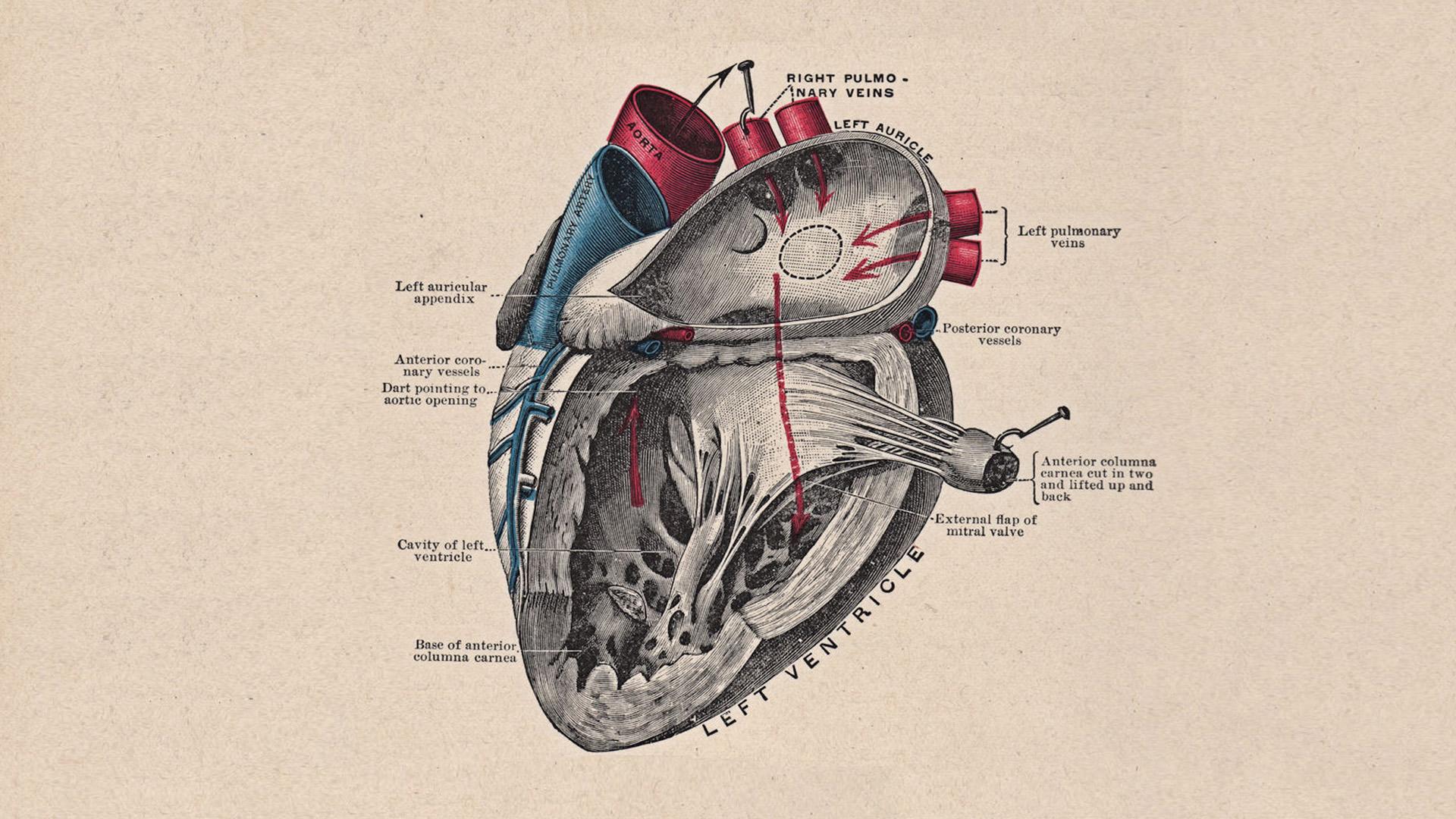 Heart Anatomy HD Wallpaperx1080