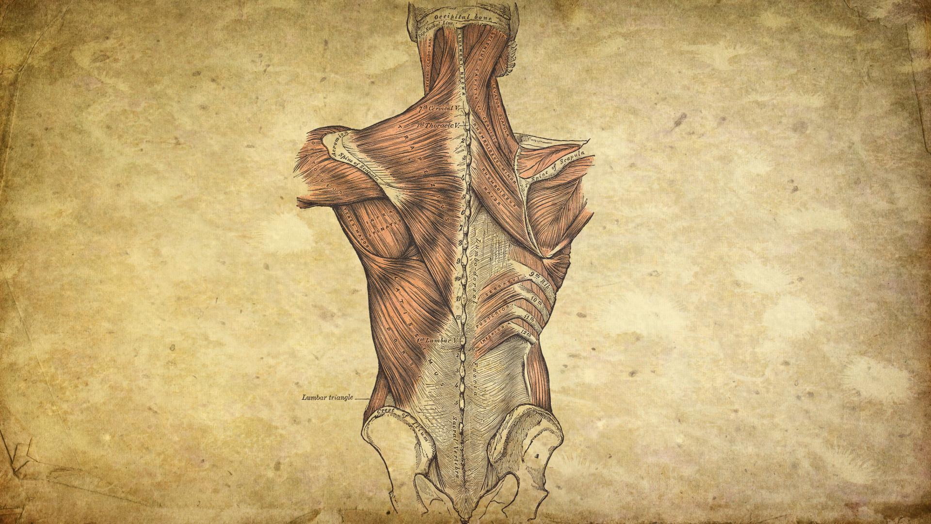Anatomy Wallpapers Wallpaper Cave