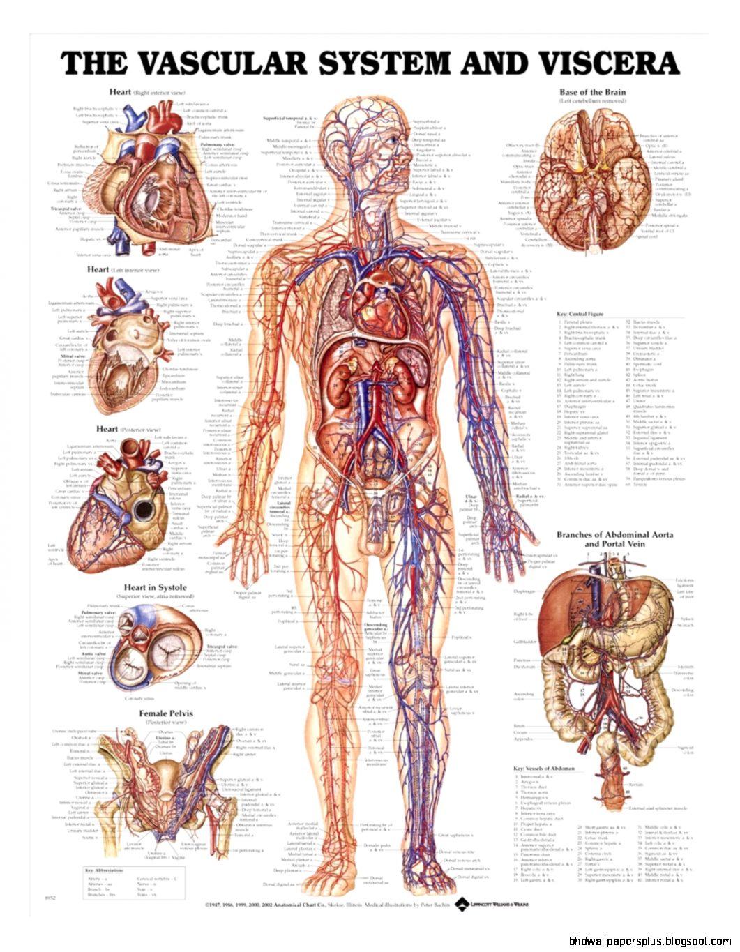 Human Anatomy Chart. HD Wallpaper Plus