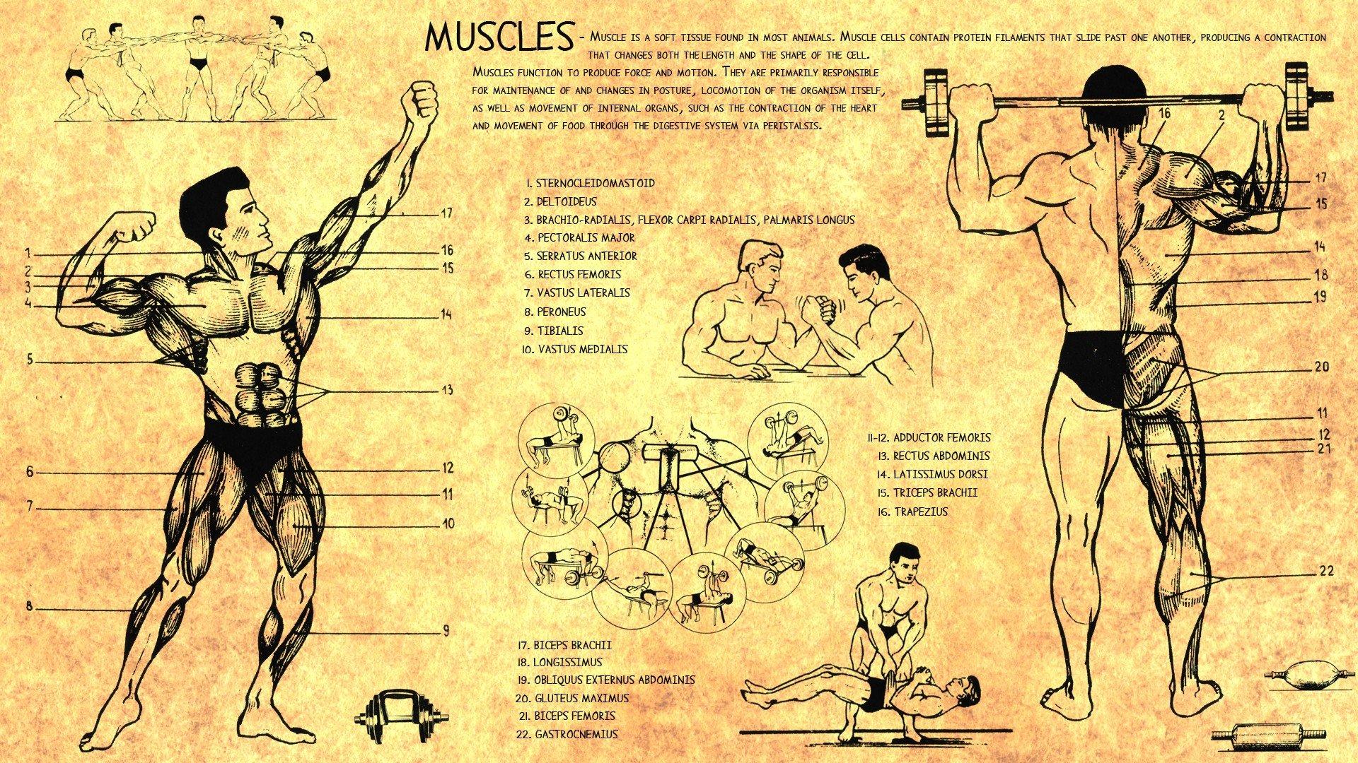 anatomy, Human, Muscles, Bodybuilding, Scheme, Training, Body