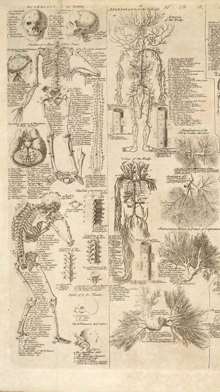 Anatomy Wallpaper. wallpaper. Anatomy, Wallpaper и