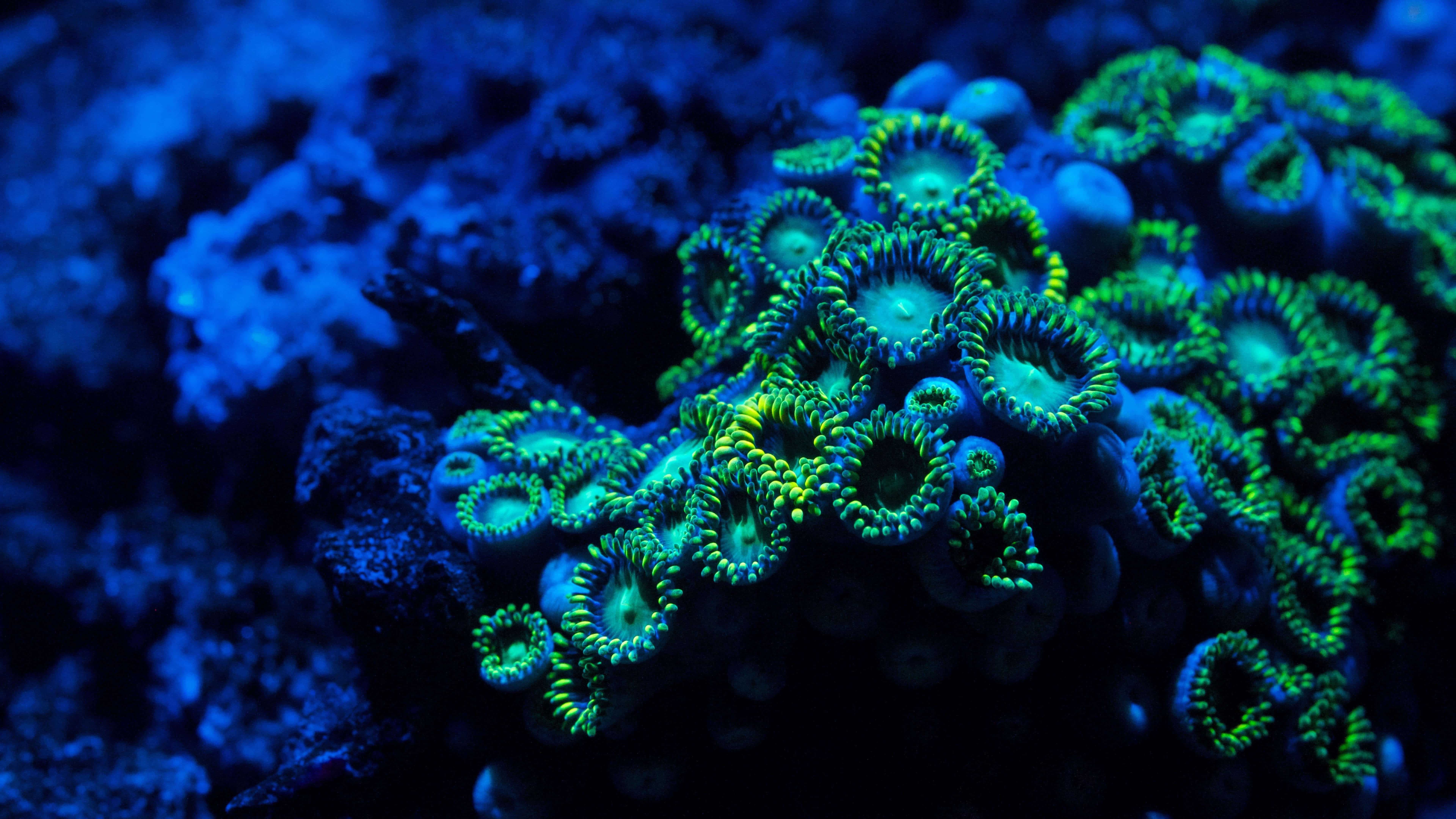 Blue And Green Coral Reef UHD 8K Wallpapers.