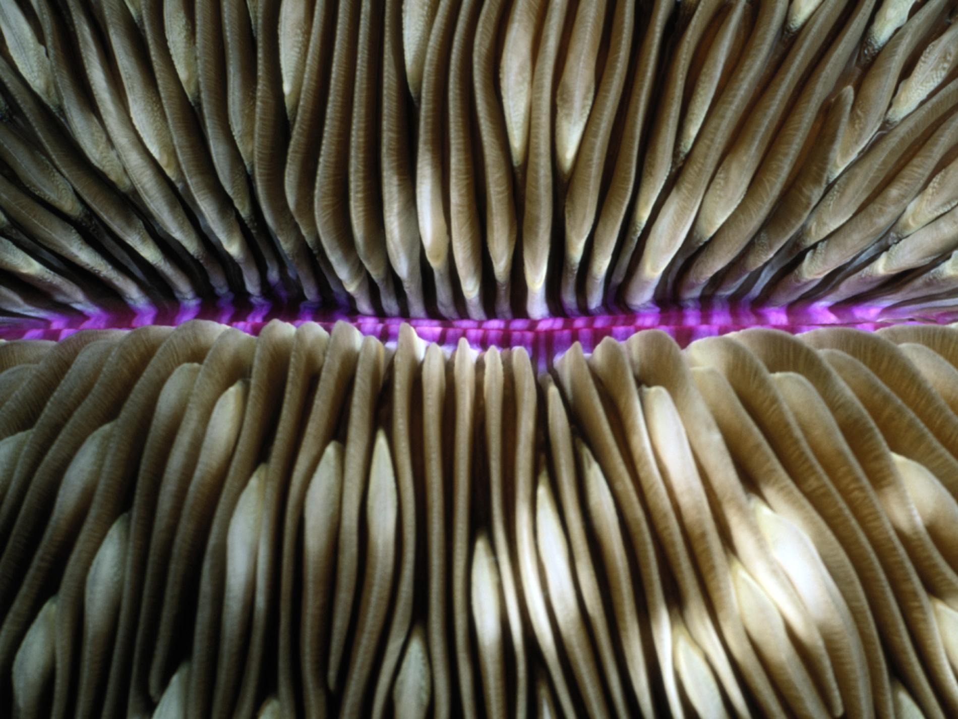 Coral Photo, Coral Wallpaper, Download, Photo - National Geographic