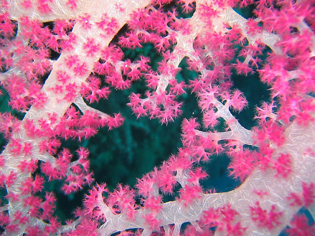 Coral Wallpaper 12 X 768