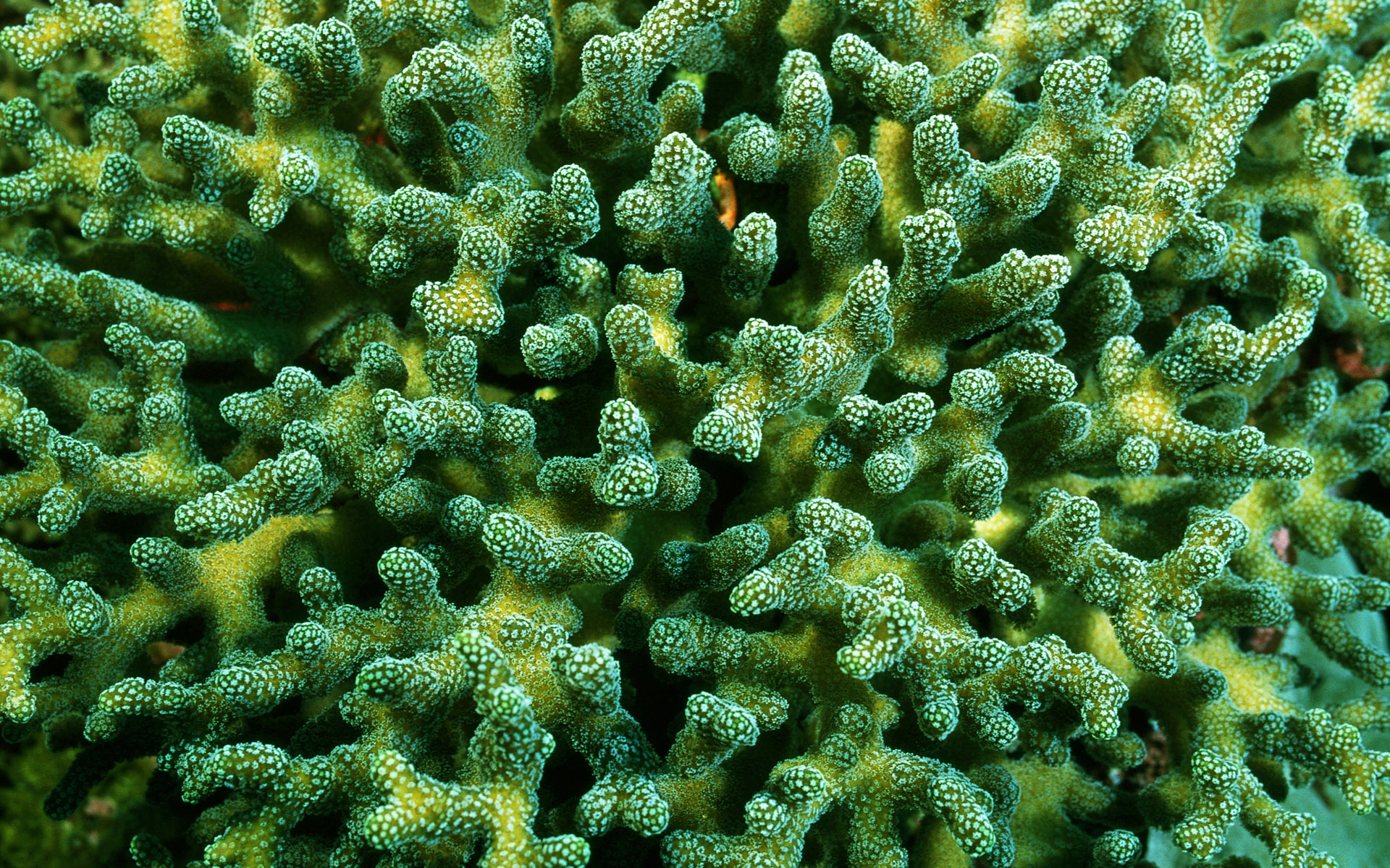 Coral Image Free Download