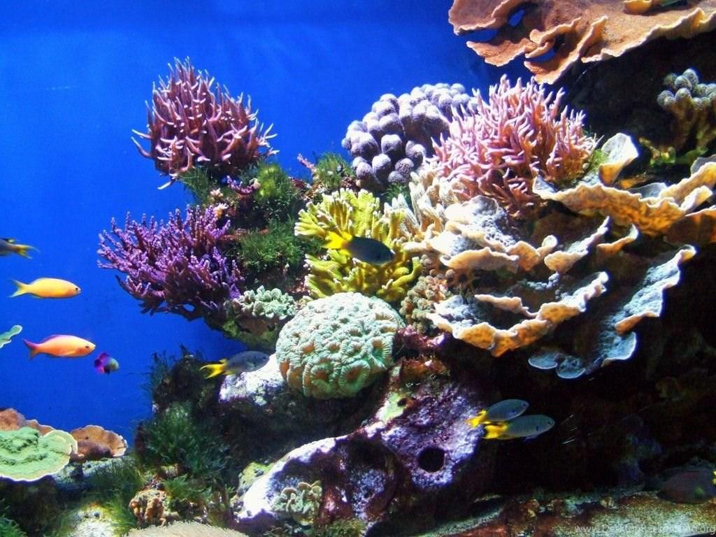 Coral Reef Wallpaper Desktop Background
