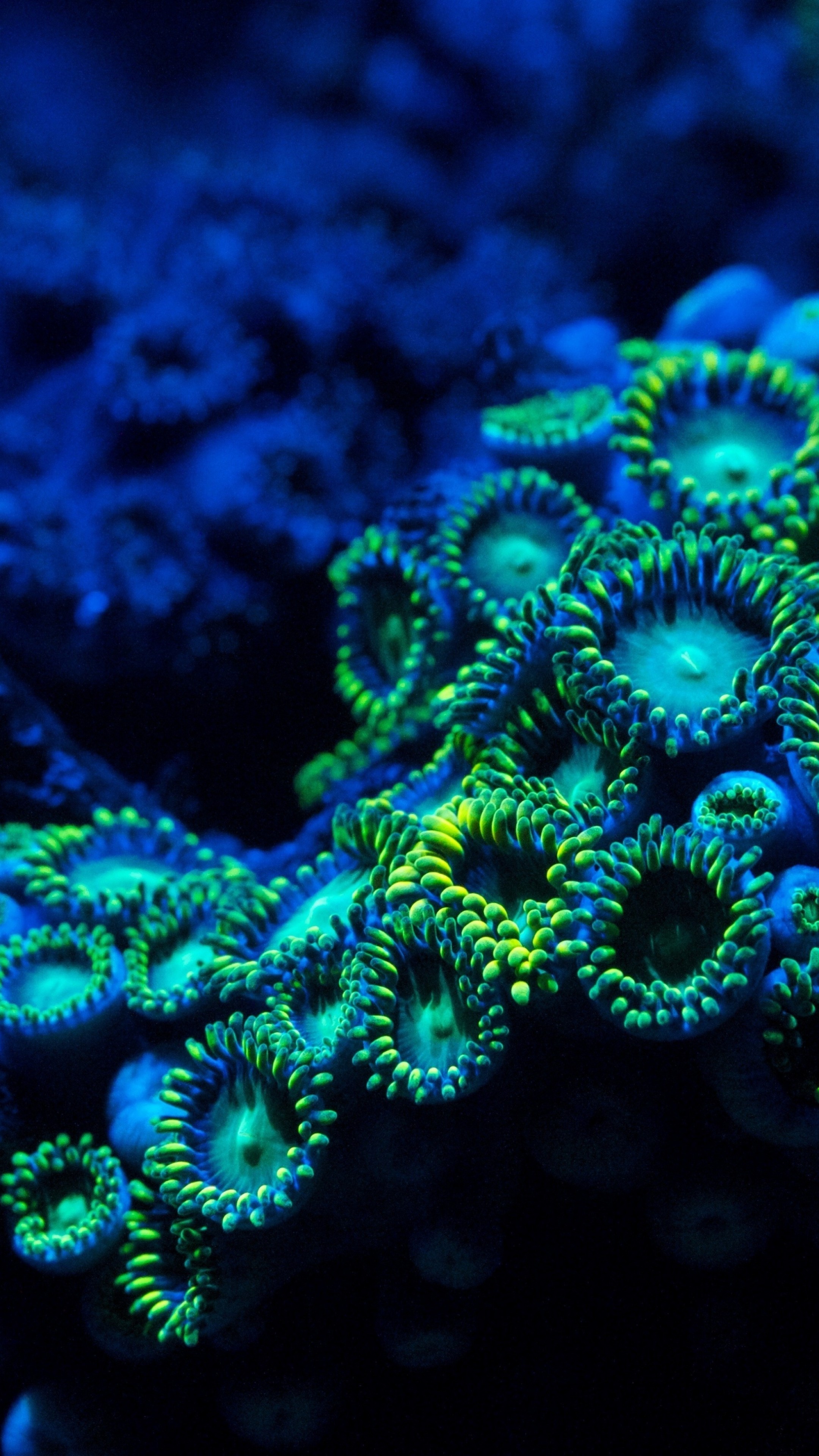 Wallpaper Coral, 5k, 4k wallpaper, 8k, zoanthids, underwater, Nature