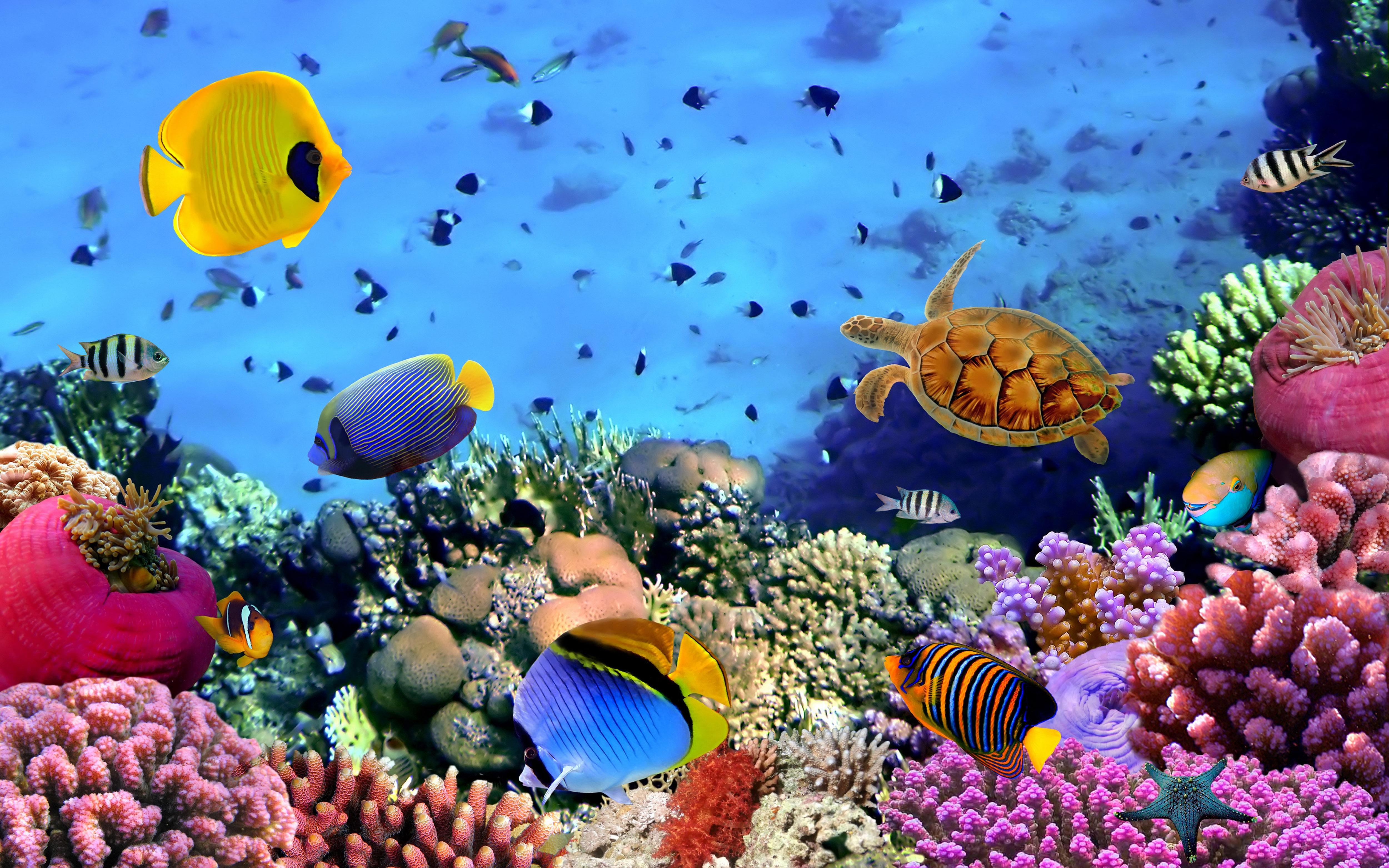 Fish, Corals, Turtle Beautiful Underwater Wallpaper HD Widescreen