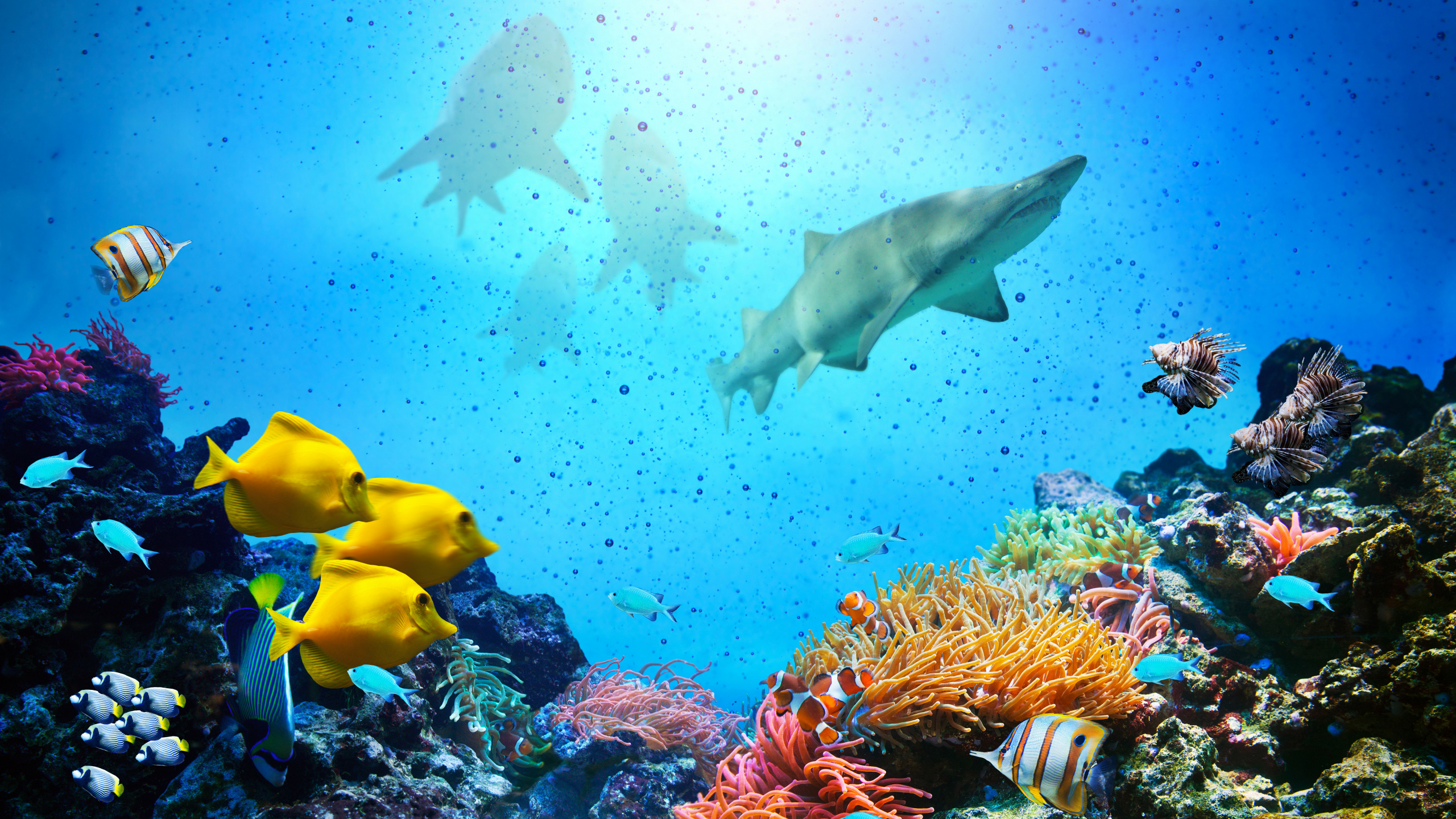 Underwater Coral Wallpaper