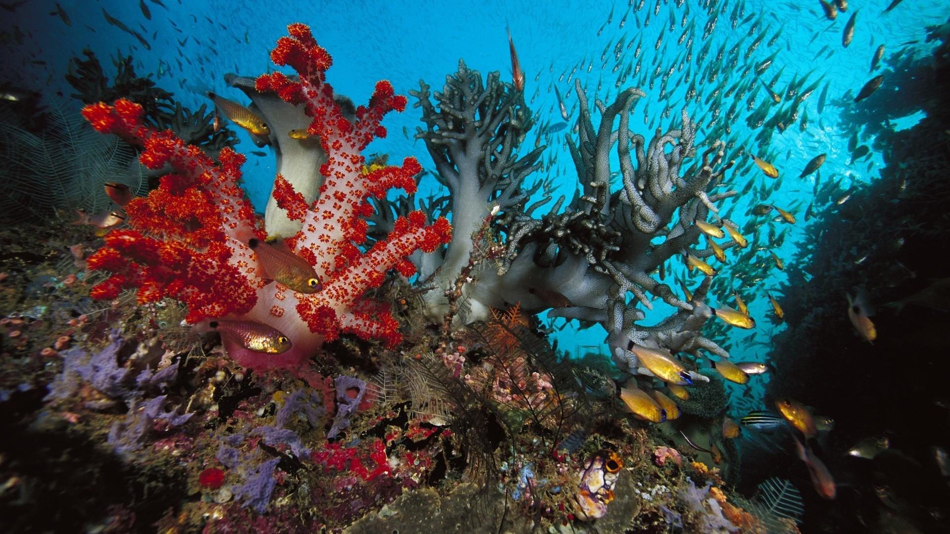 light red coral underwater sea ocean water coral wallpaper 1920x1200
