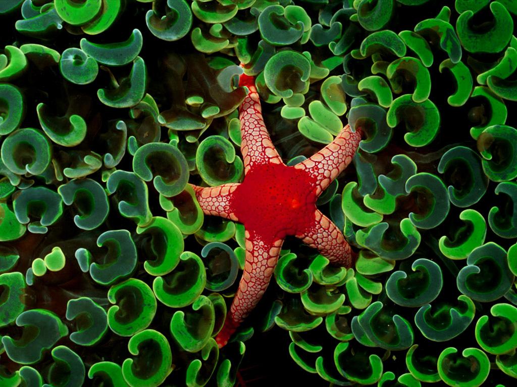Coral Star Wallpaper Free HD Background Image Picture