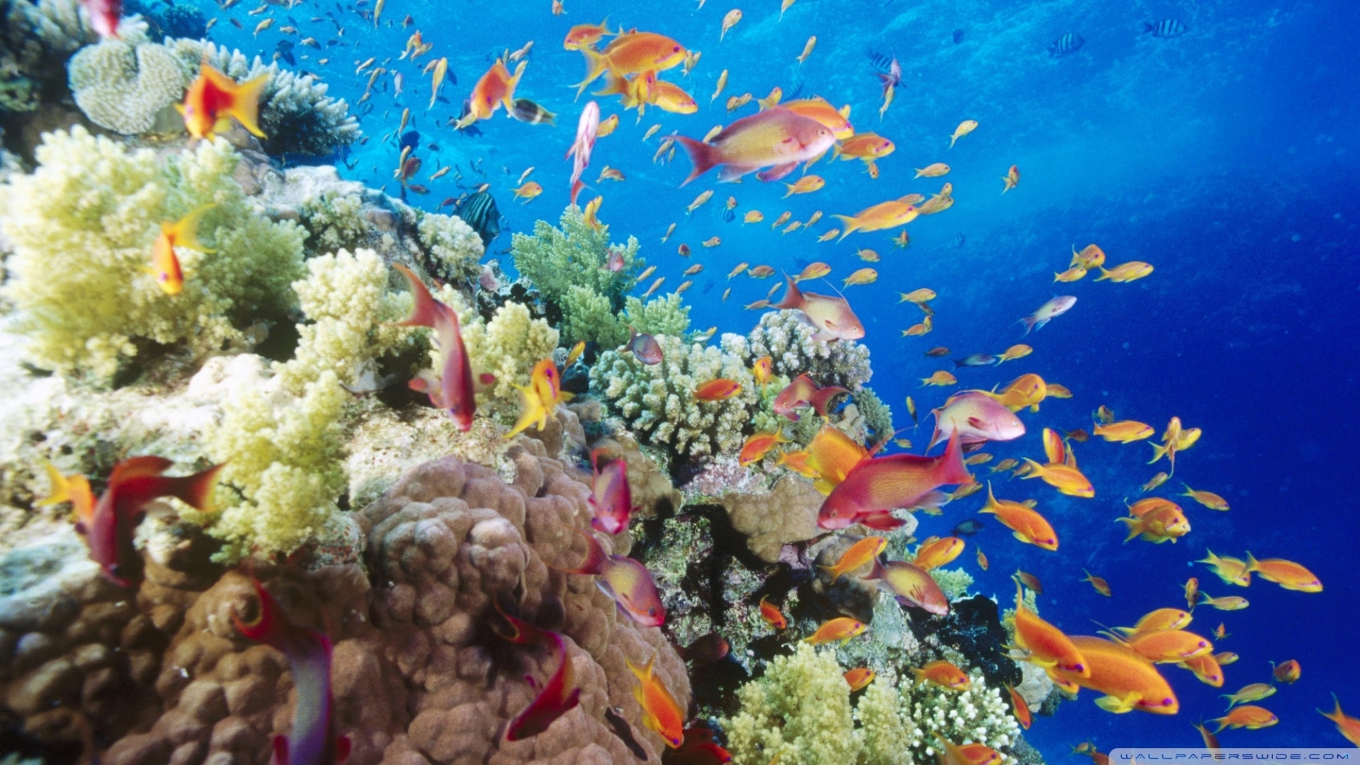 Download Greatest Coral Cod In Elephant Ear Sponge Wallpaper