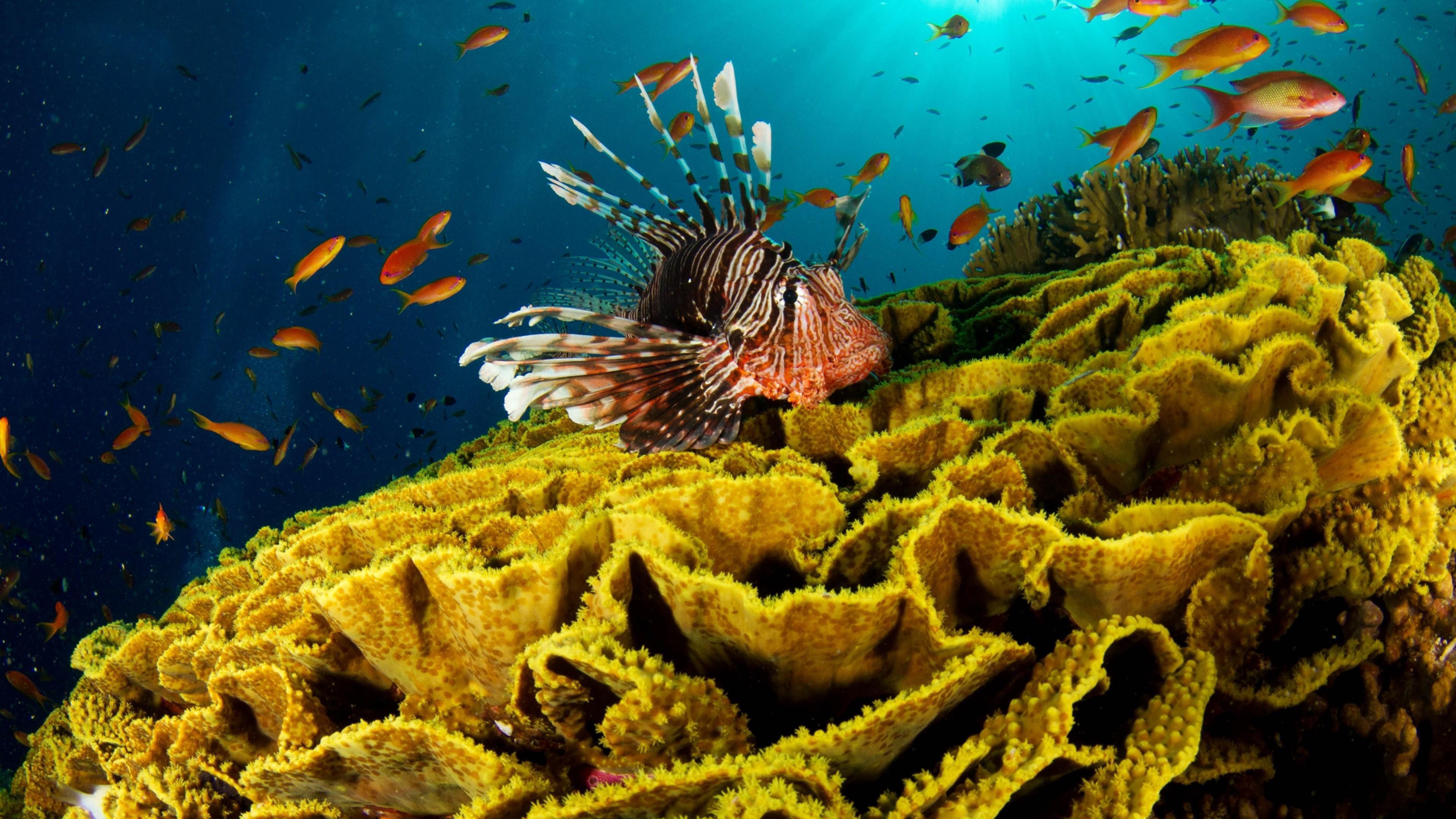 Red Lionfish Swim Near Coral Reef 4K UltraHD Wallpaper. Wallpaper