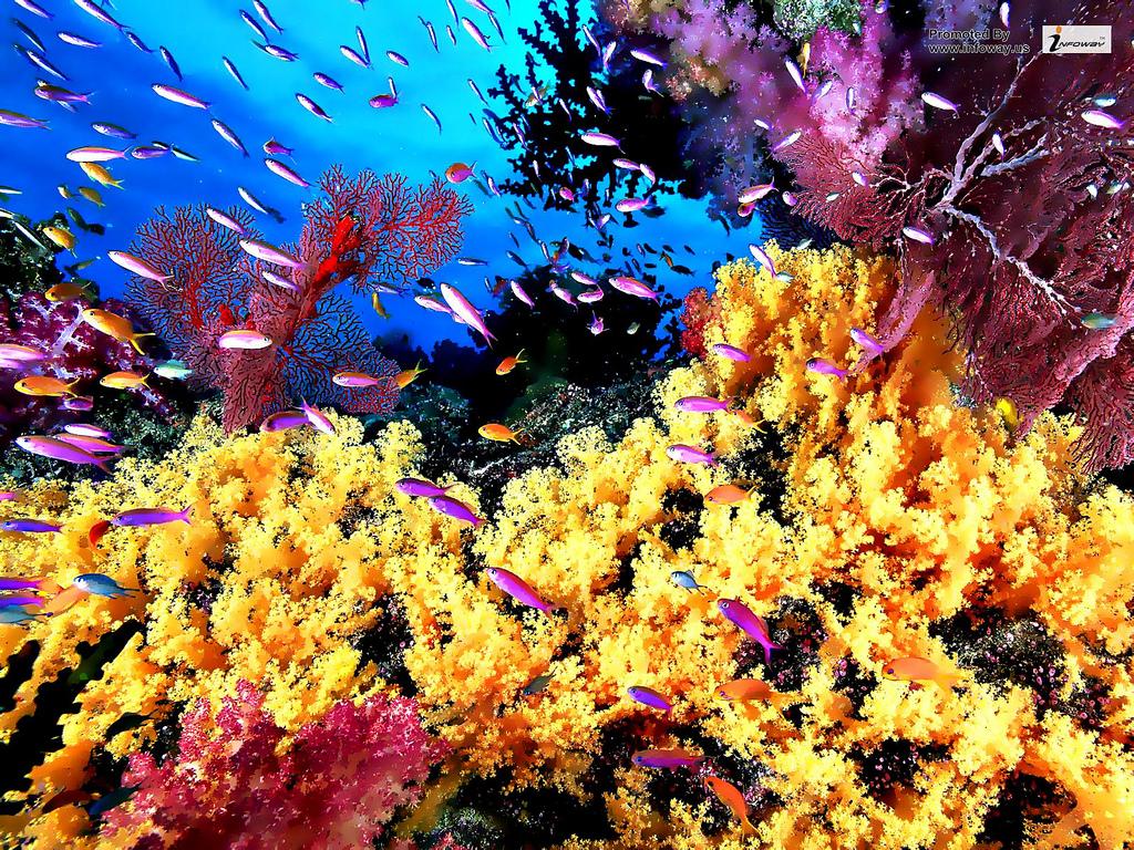 Coral Reefs wallpaper. Coral Reefs wallpaper