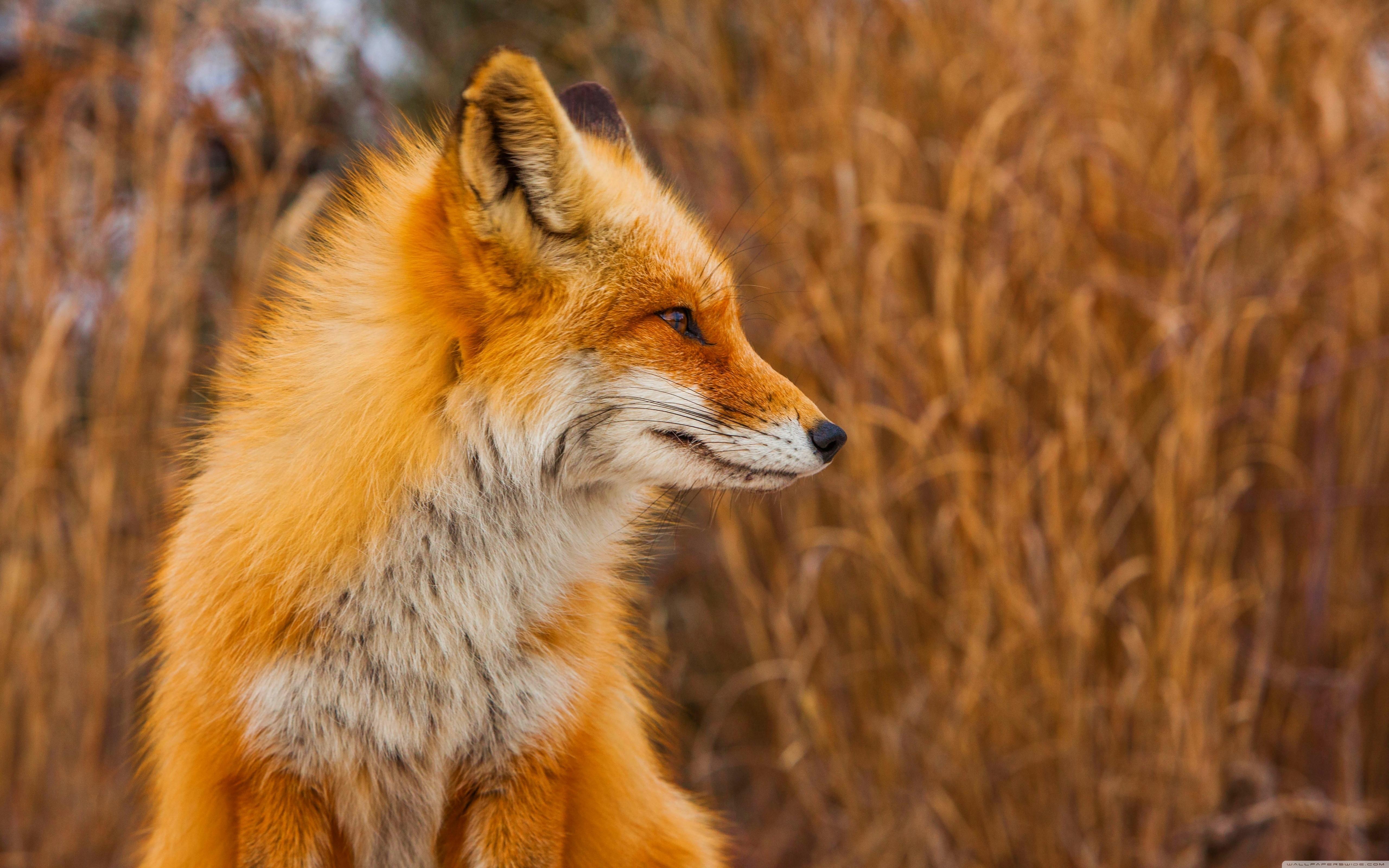 Download Greatest Red Fox Profile Wallpaper