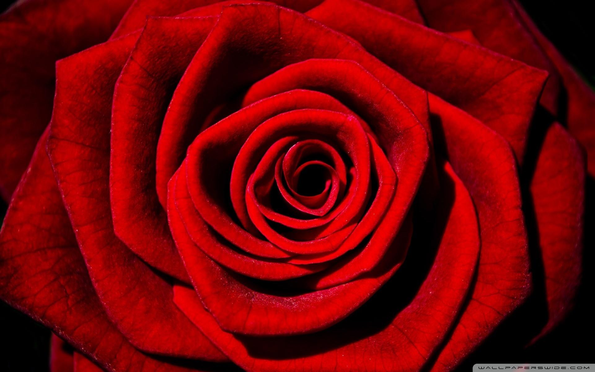 Single Red Rose HD Wallpaper , Find HD Wallpaper For Free