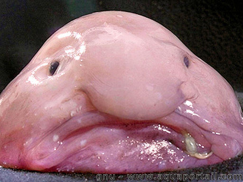 106 Blobfish Royalty-Free Images, Stock Photos & Pictures