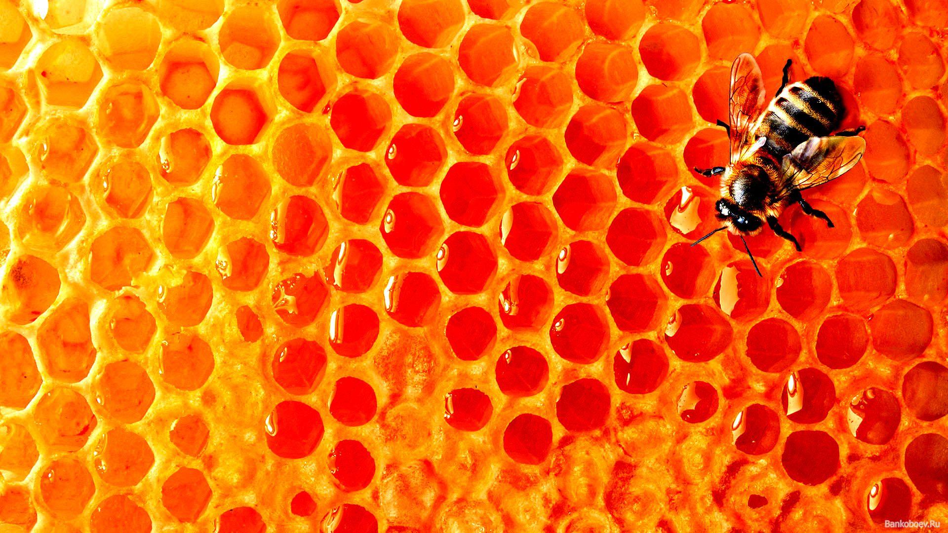 Download wallpaper: bee, Honey, honey honeycomb, download photo