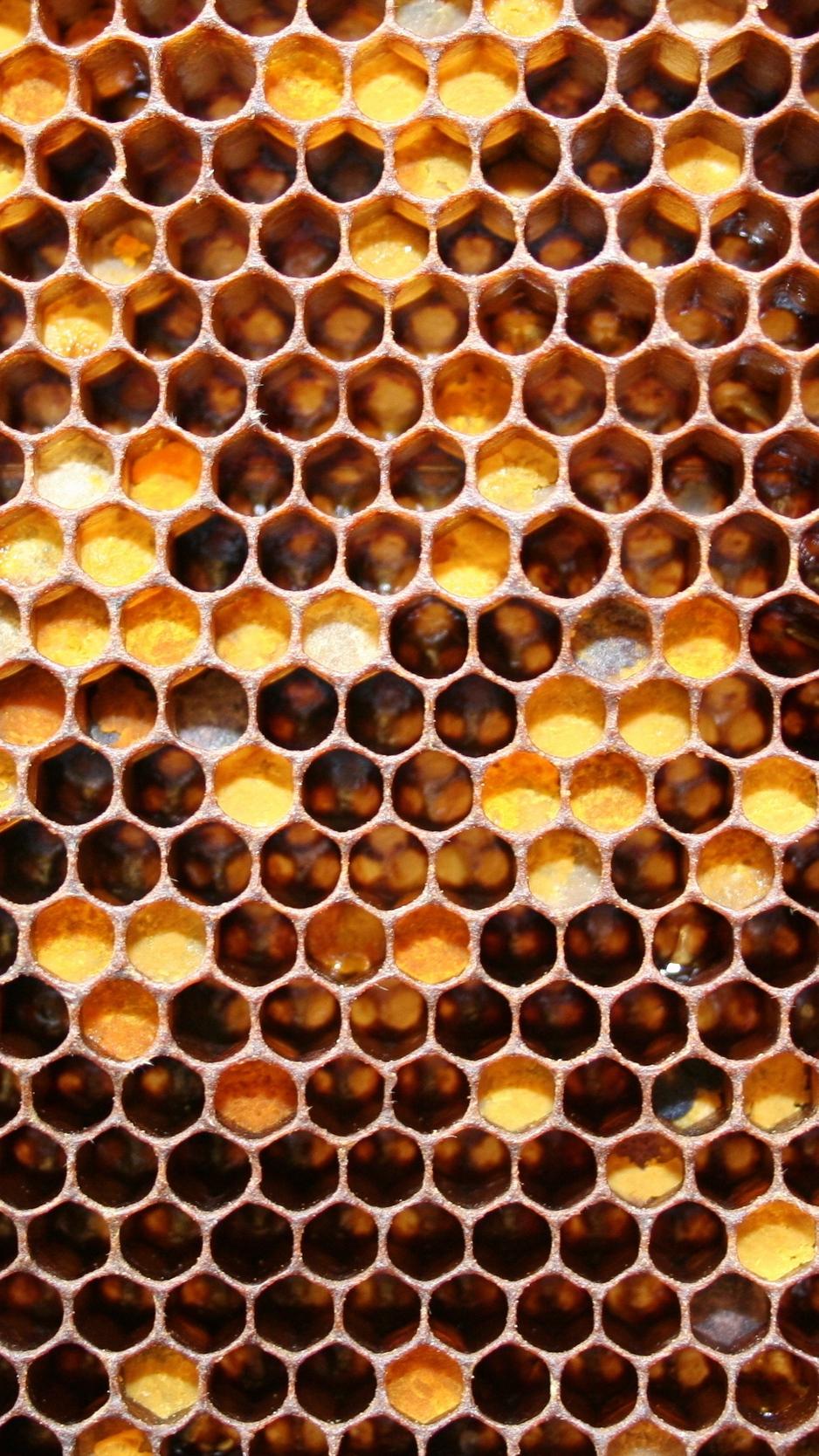 Download Wallpaper 938x1668 Honeycombs, May Honey, Honey Iphone 8 7