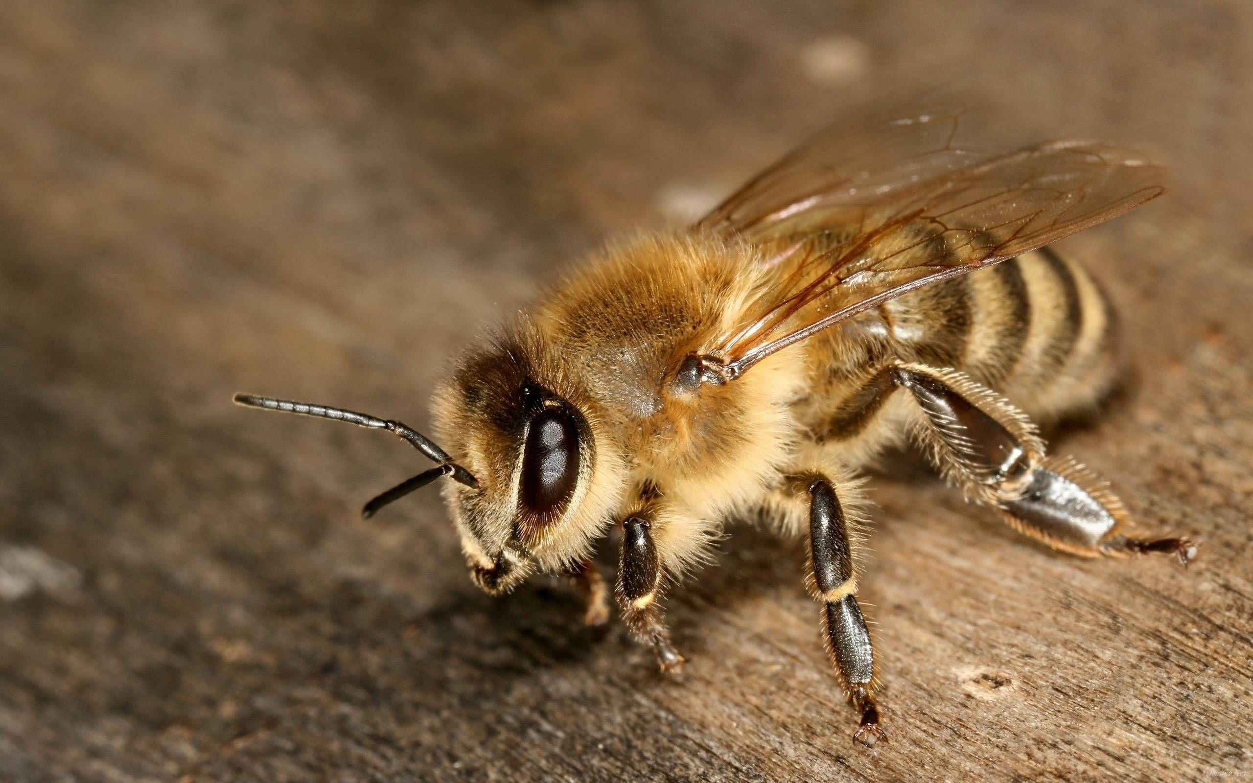 Little Honey Bee HD desktop wallpaper High Definition