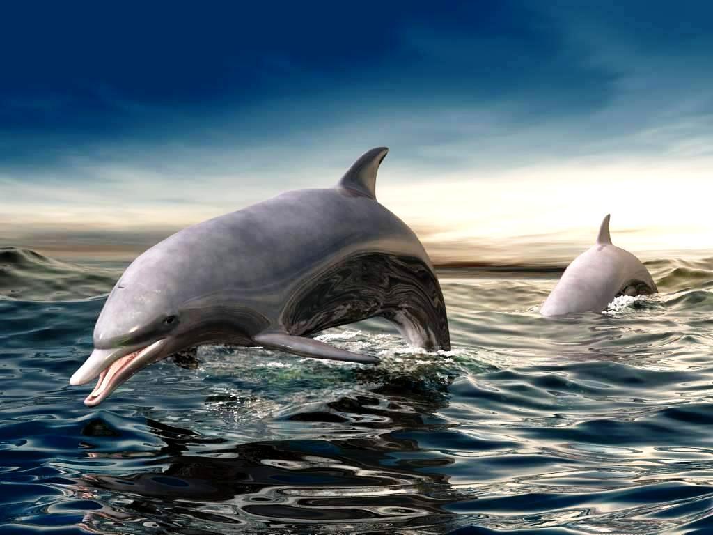Dolphin 3D Wallpapers - Wallpaper Cave