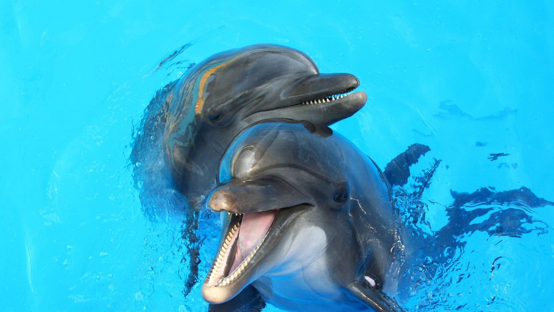 dolphins 3d