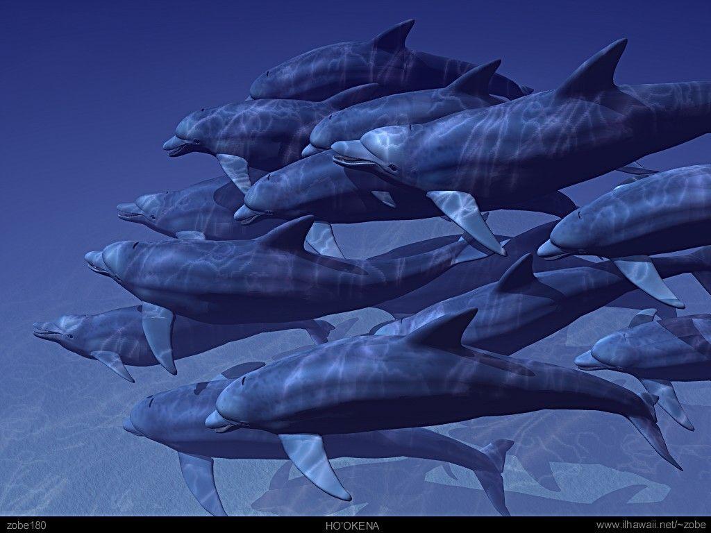3D Dolphin Wallpaper. Animal Planet Picture