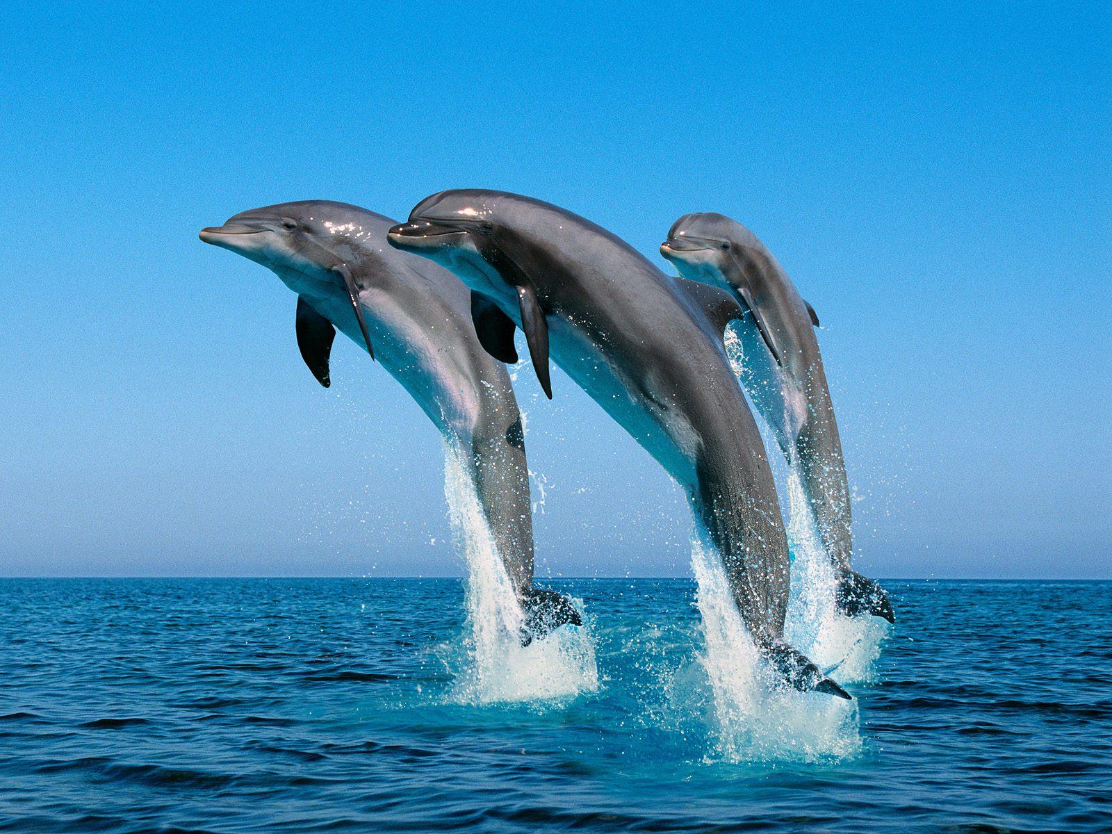 HD Dolphin Wallpaper Landscape Wallpaper. HD Wallpaper. Nature