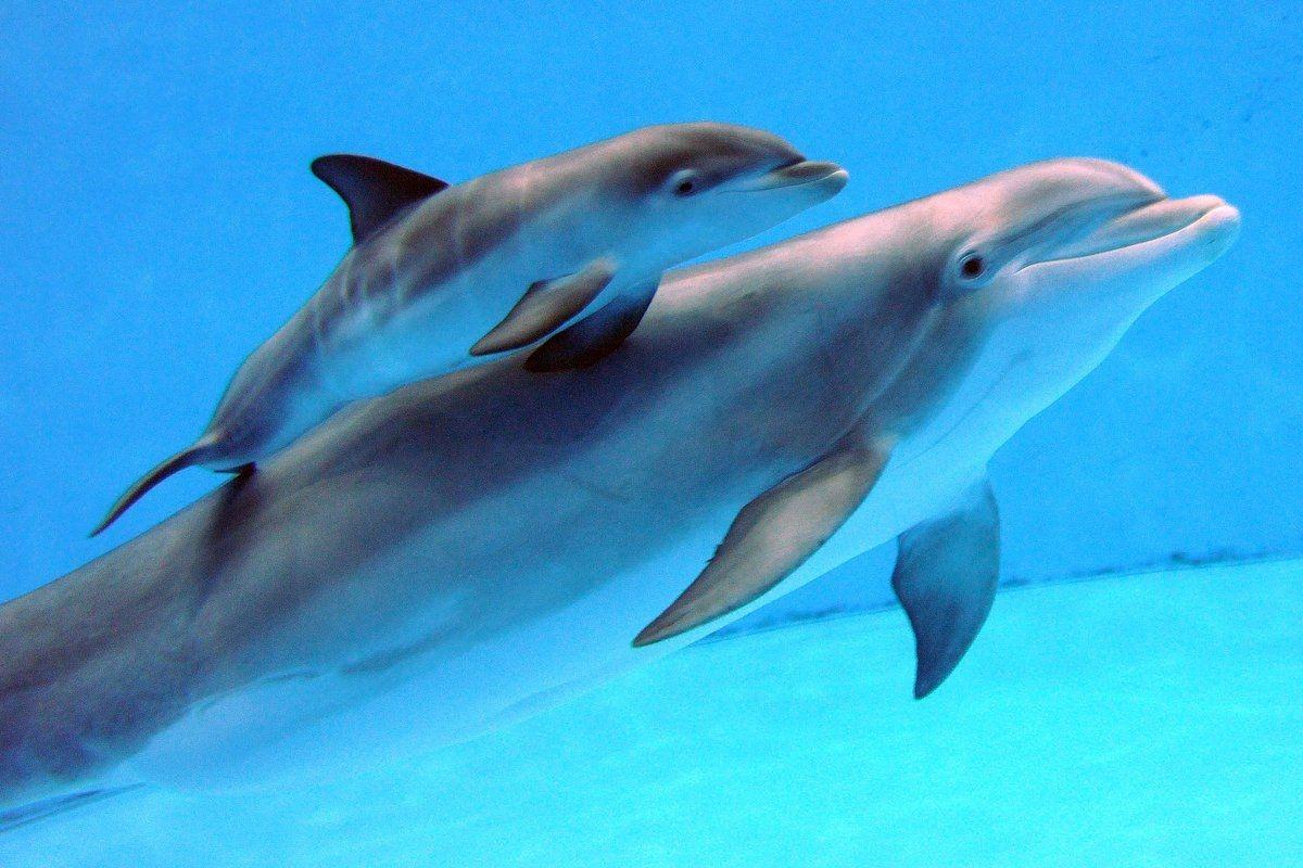 Lovely Living 3D Dolphins Animated Wallpaper