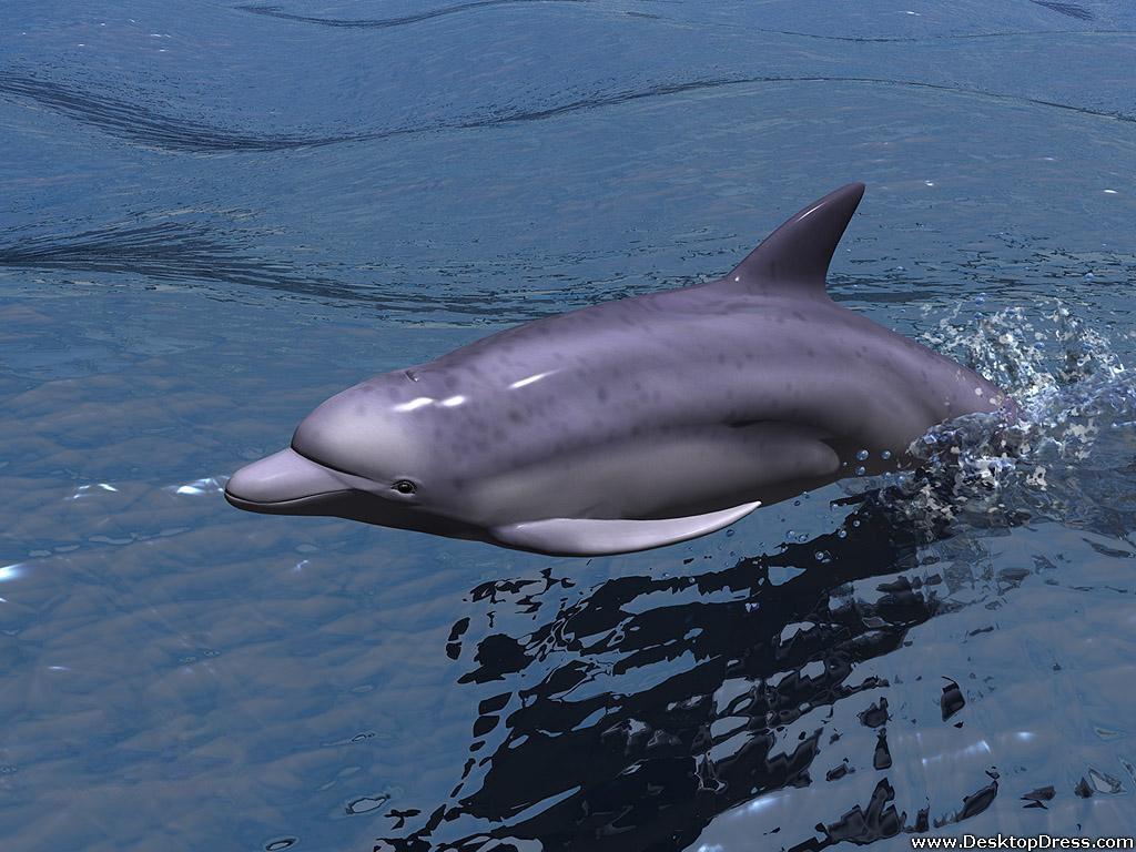 Desktop Wallpaper 3D Background Dolphin in Water