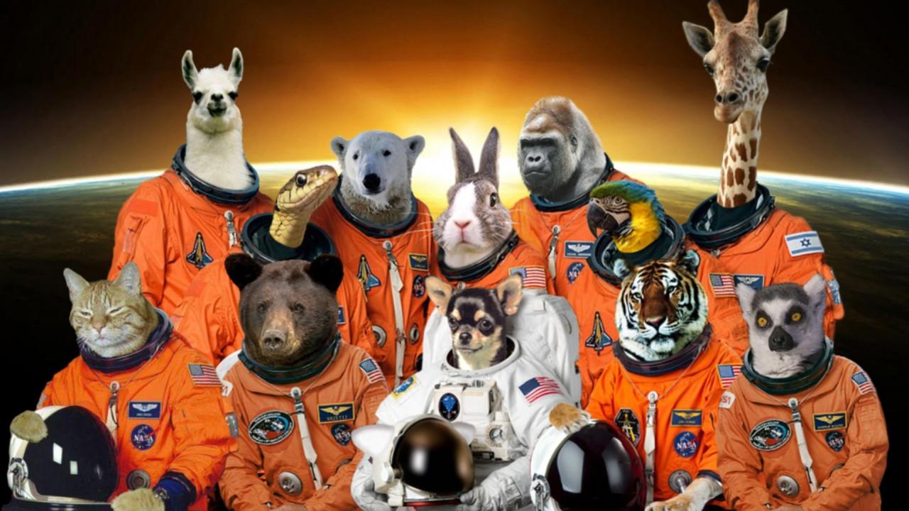 Space Animals wallpaper. Space Animals