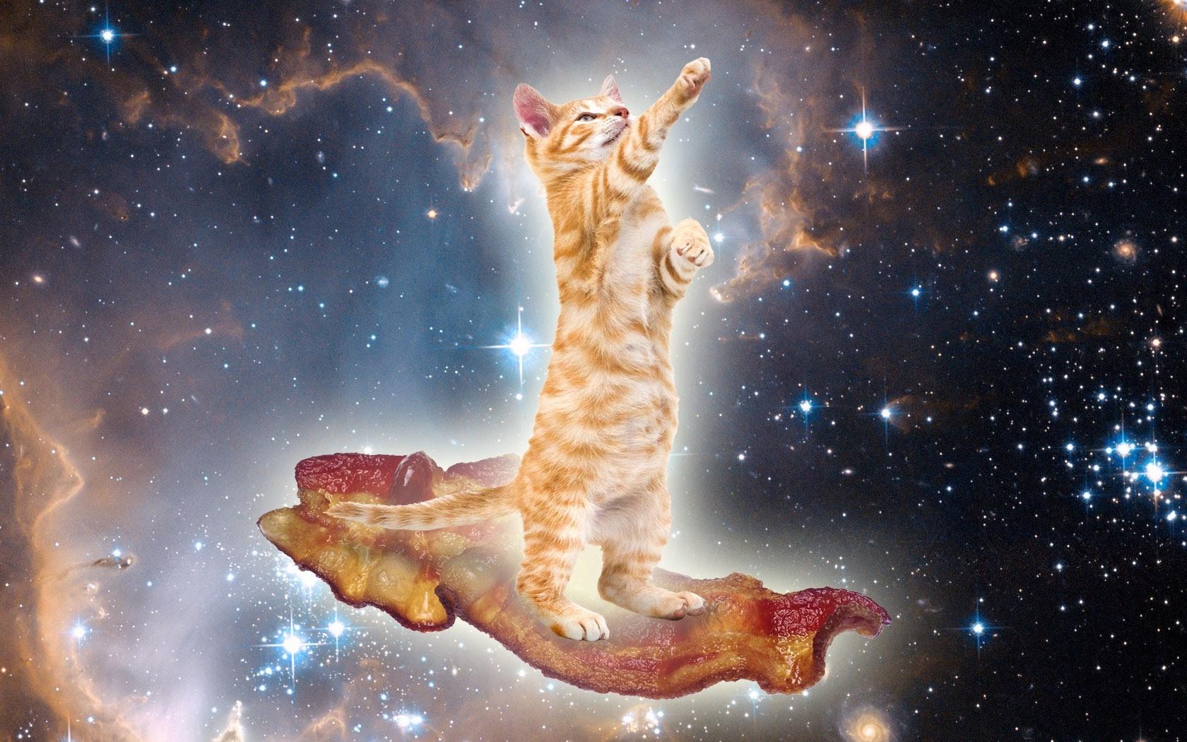 animals, Cat, Bacon, Space, Surreal Wallpaper HD / Desktop