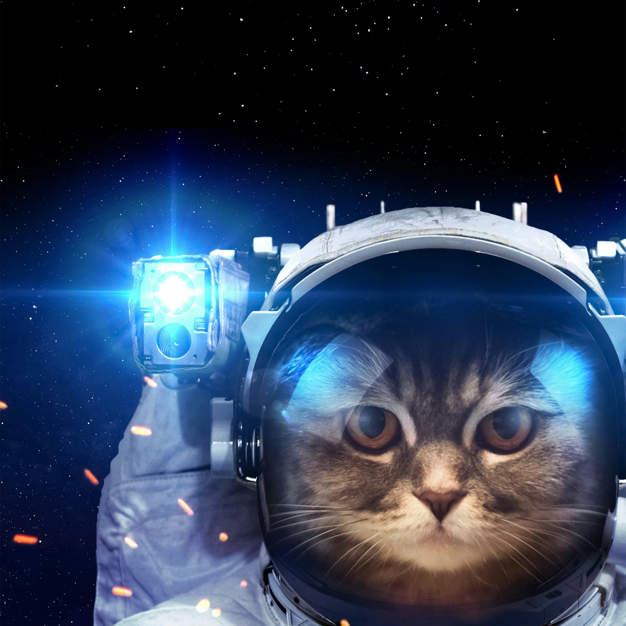 A Cat In The Space Animals QHD Wallpaper