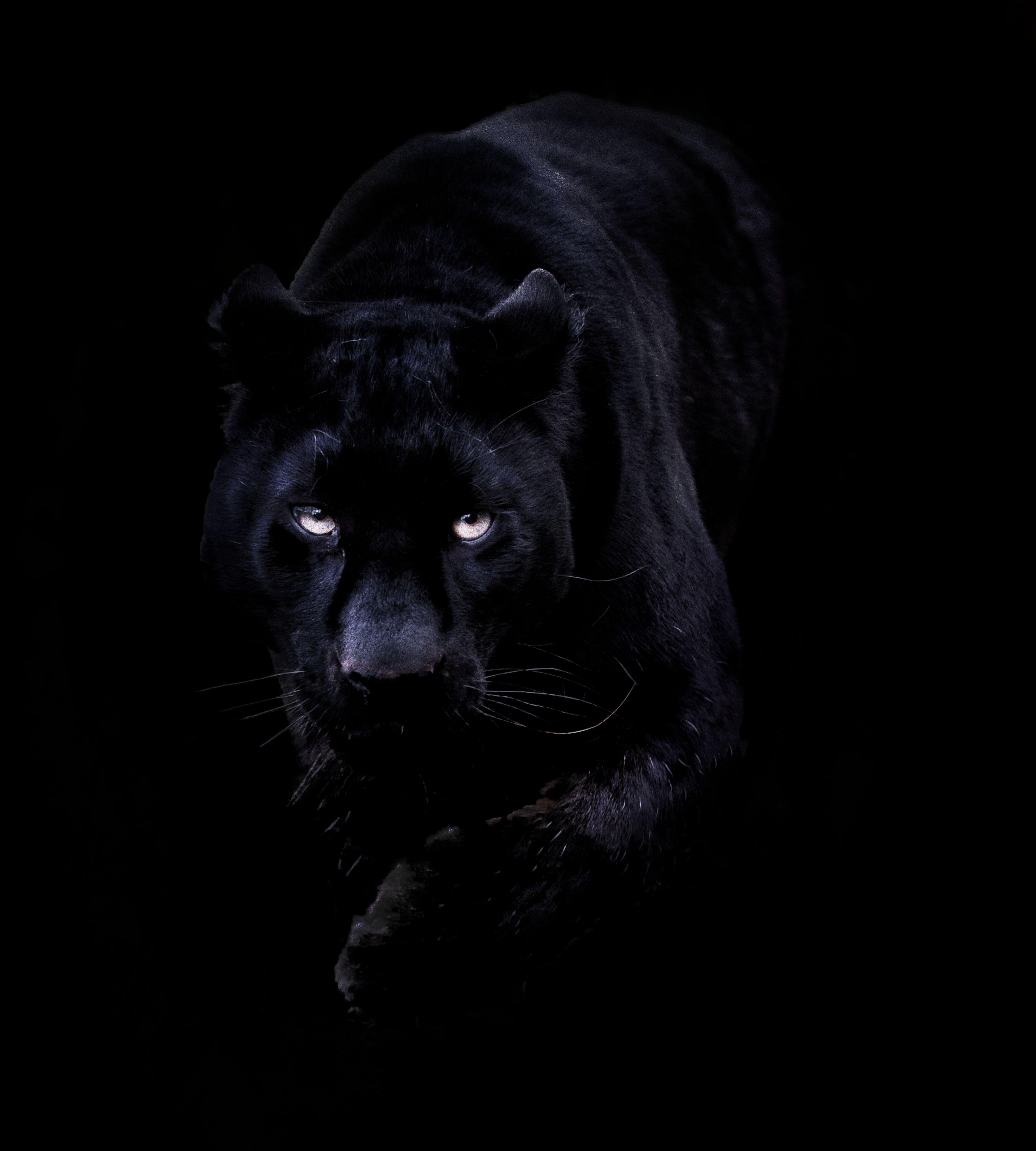 It's in the eyes. Black panther