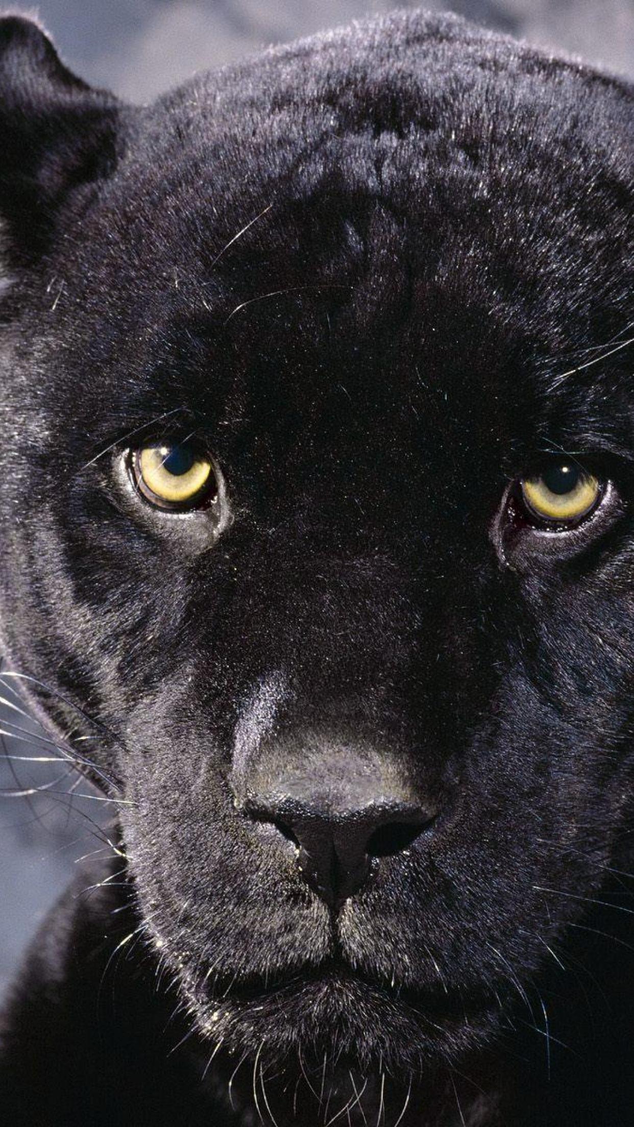 Cool Black Panther iPhone Wallpaper For Your Desktop Wallpaper
